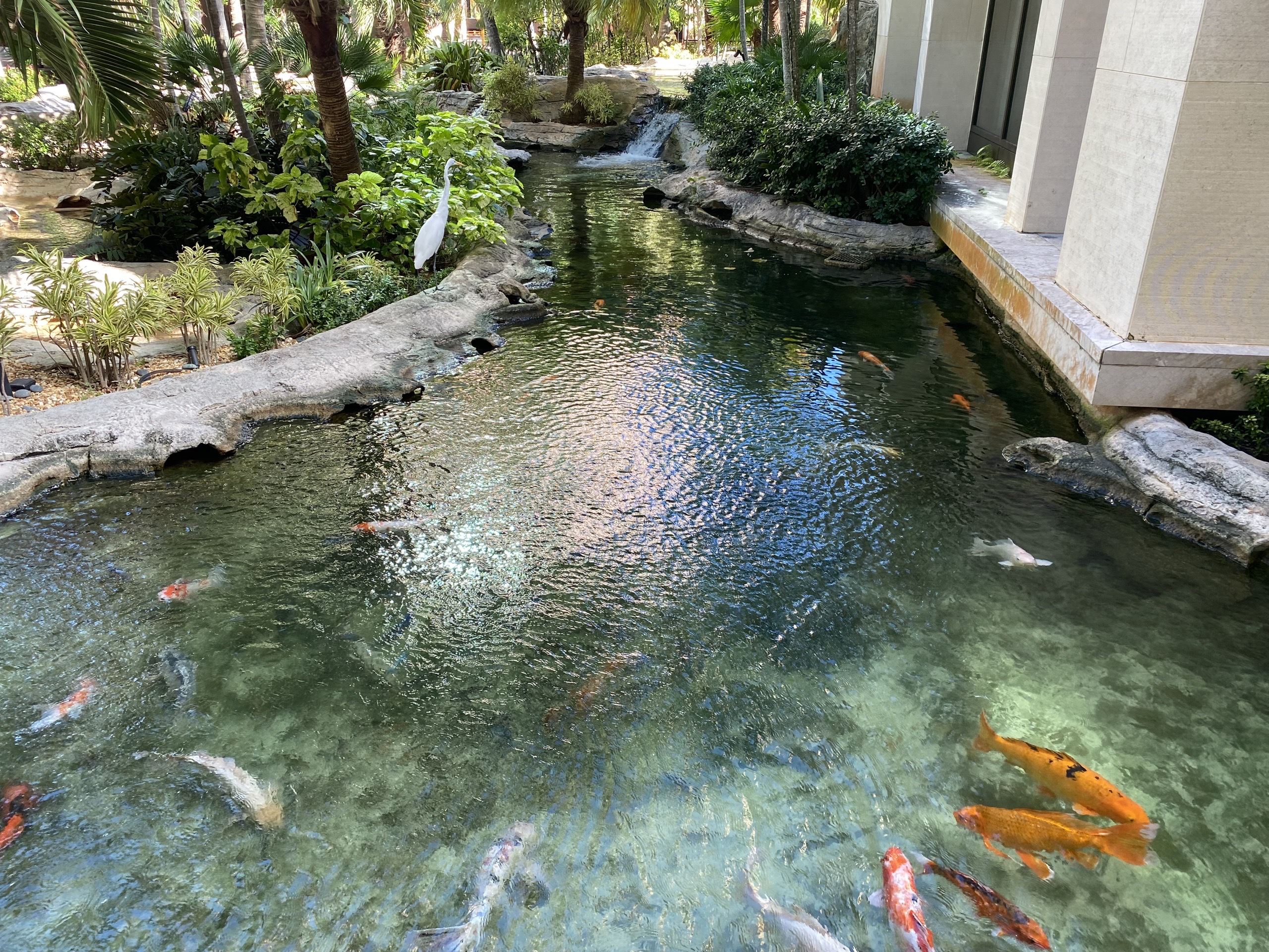 巴哈马美食-Fish by José Andrés at The Cove Atlantis