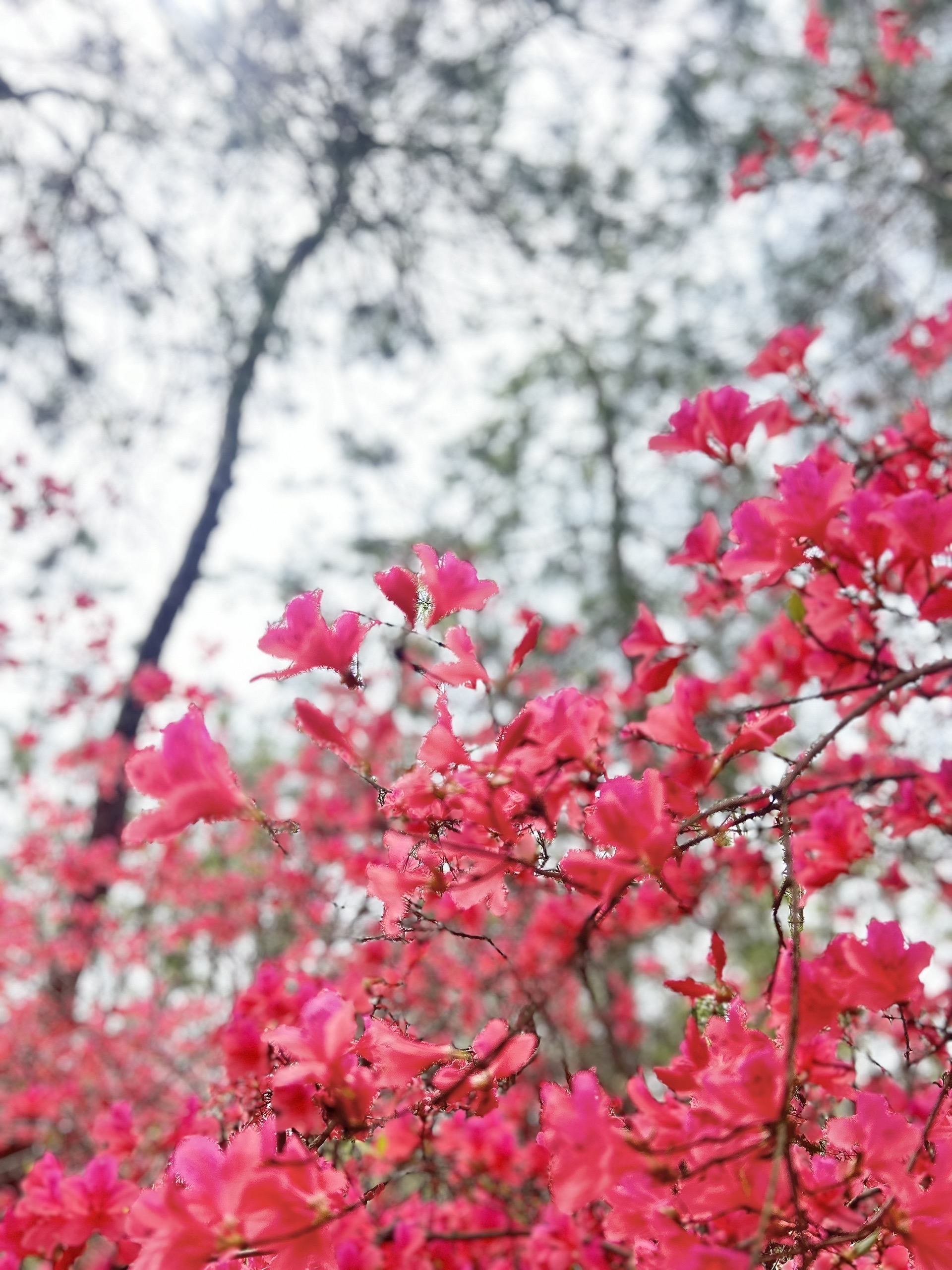 麻城五脑山杜鹃花图片