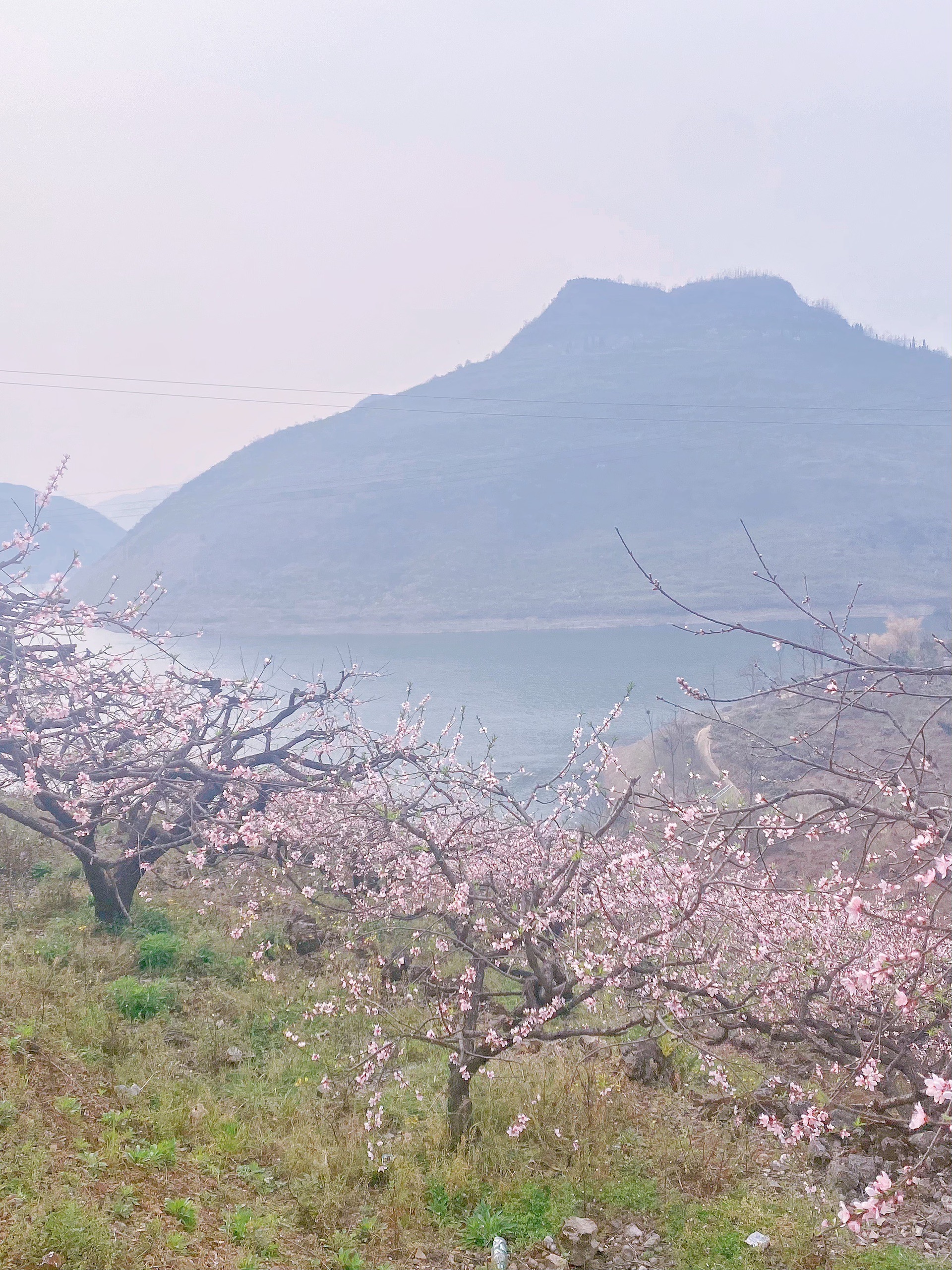 安顺赏花图片