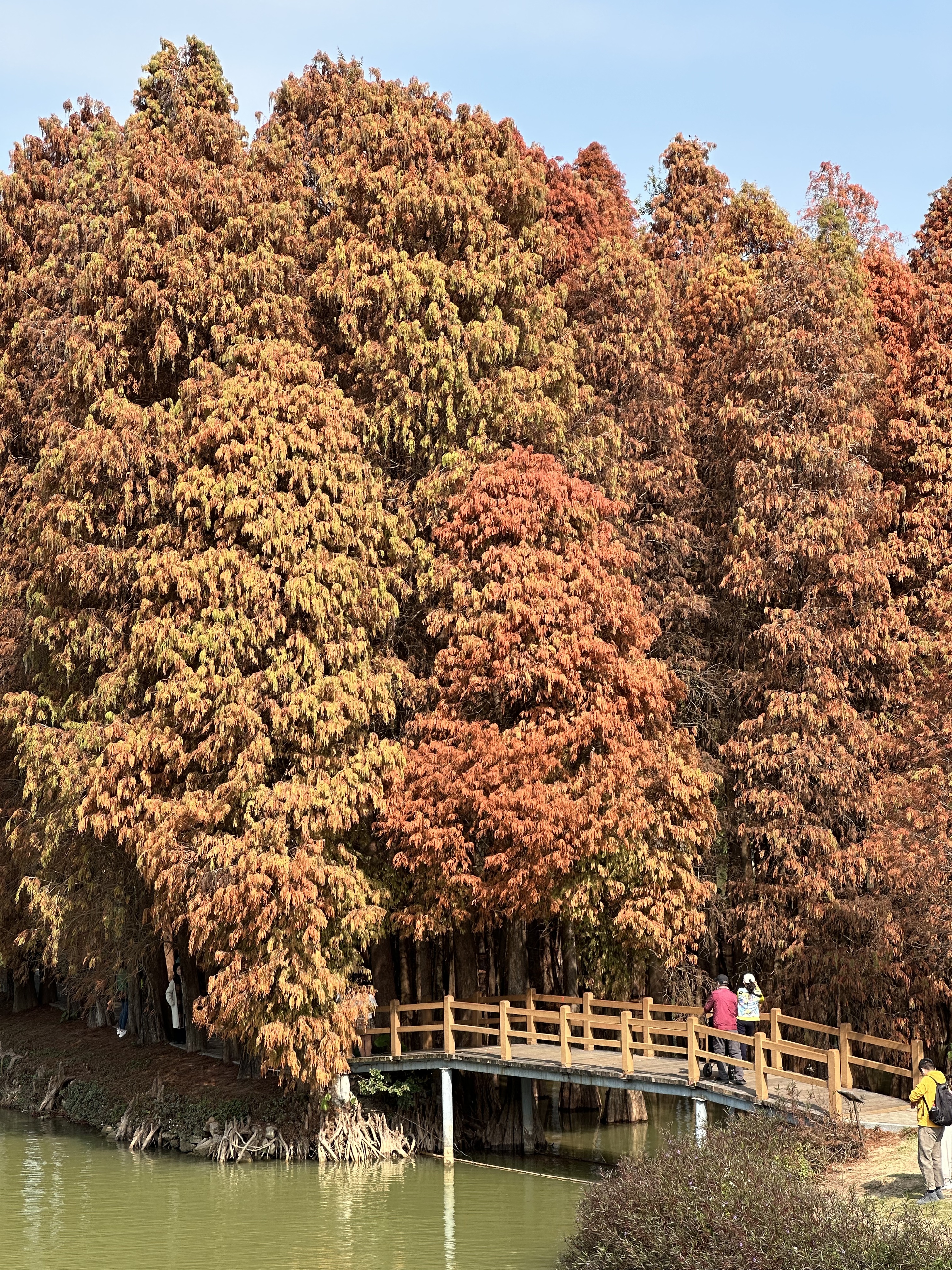 七星岩落羽杉图片