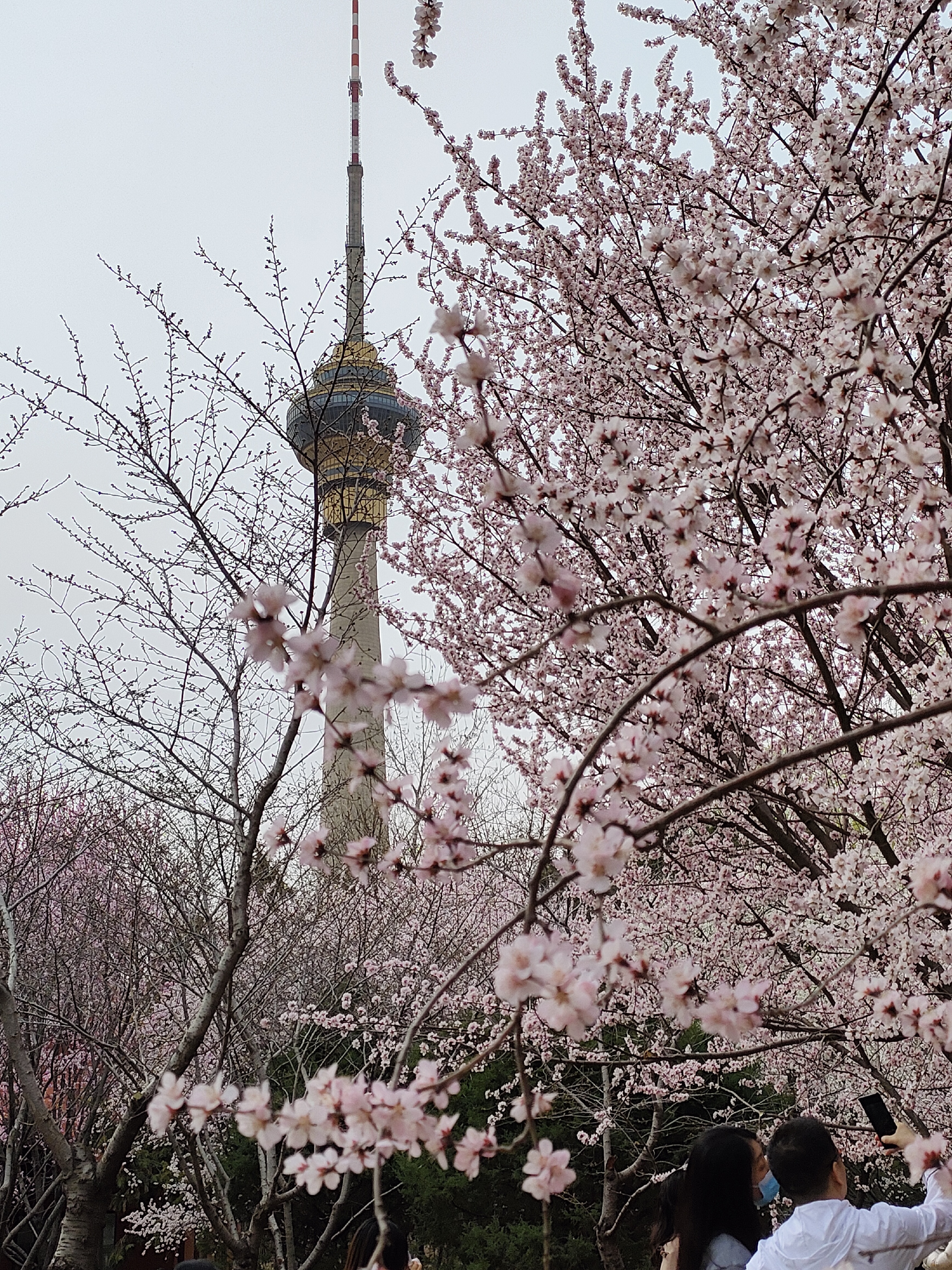 玉渊潭桃花图片