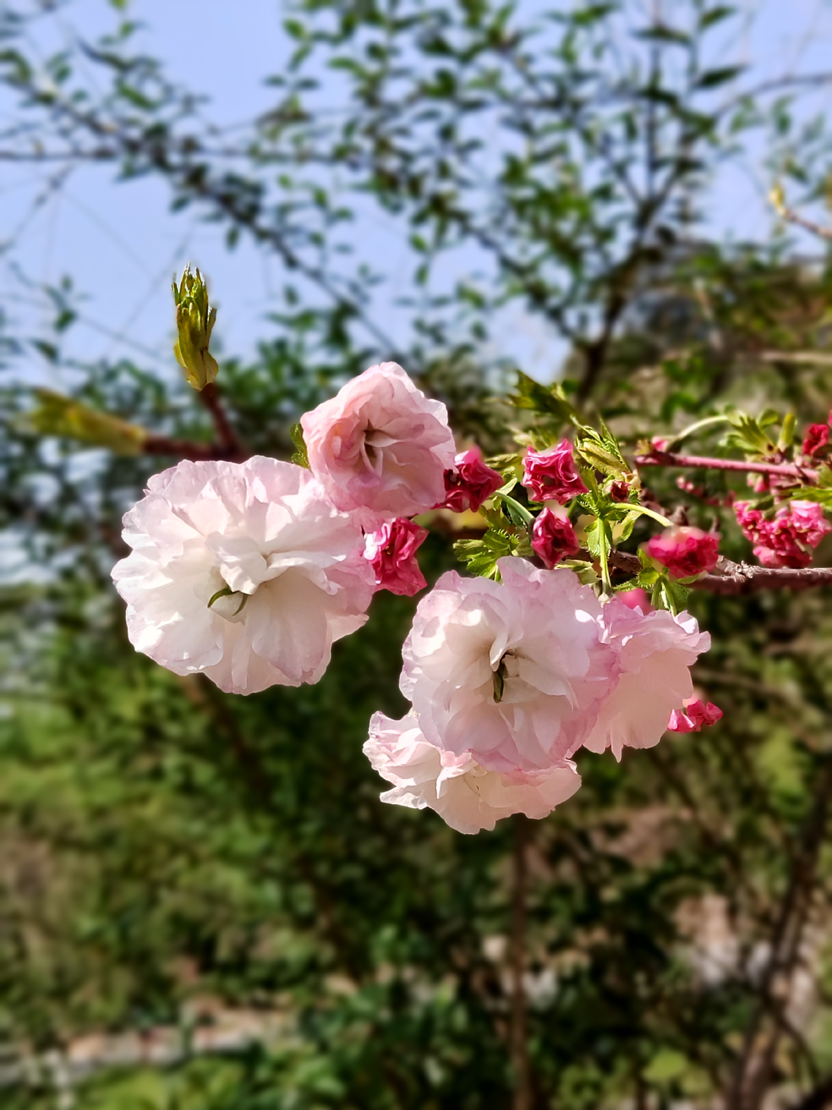 浔龙河樱花谷樱花节图片