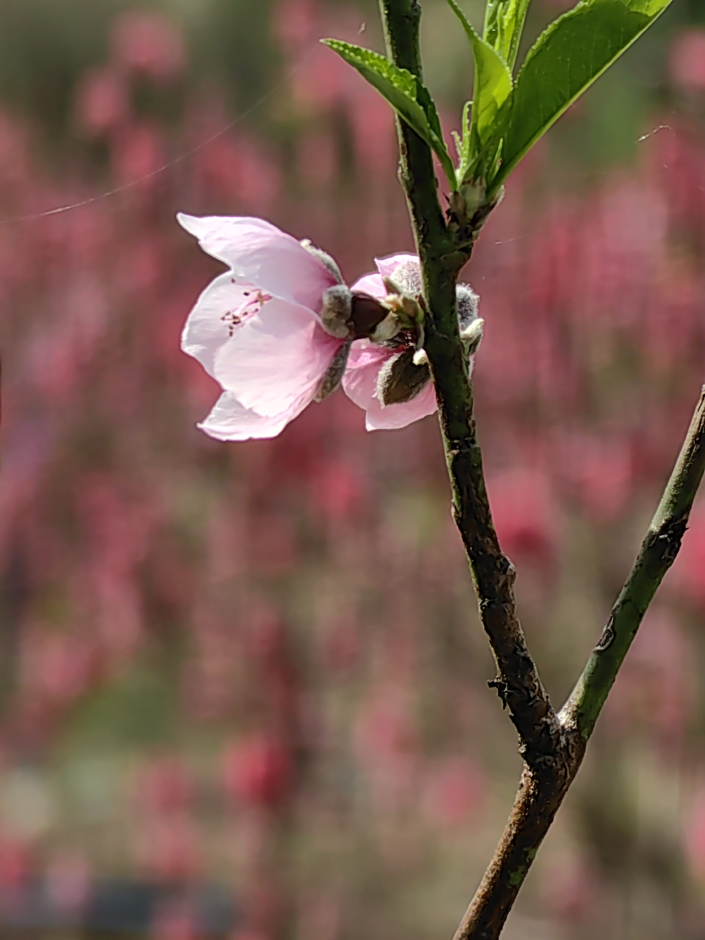 广州石马桃花公园图片