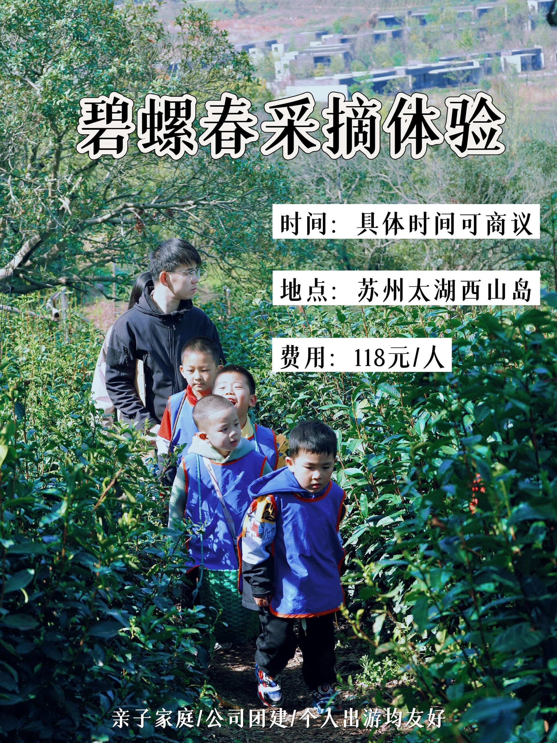 江浙沪亲子游|踏春采摘碧螺春茶91苏州太湖西山