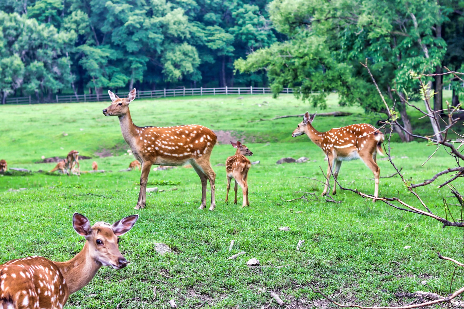 平山神鹿旅游区