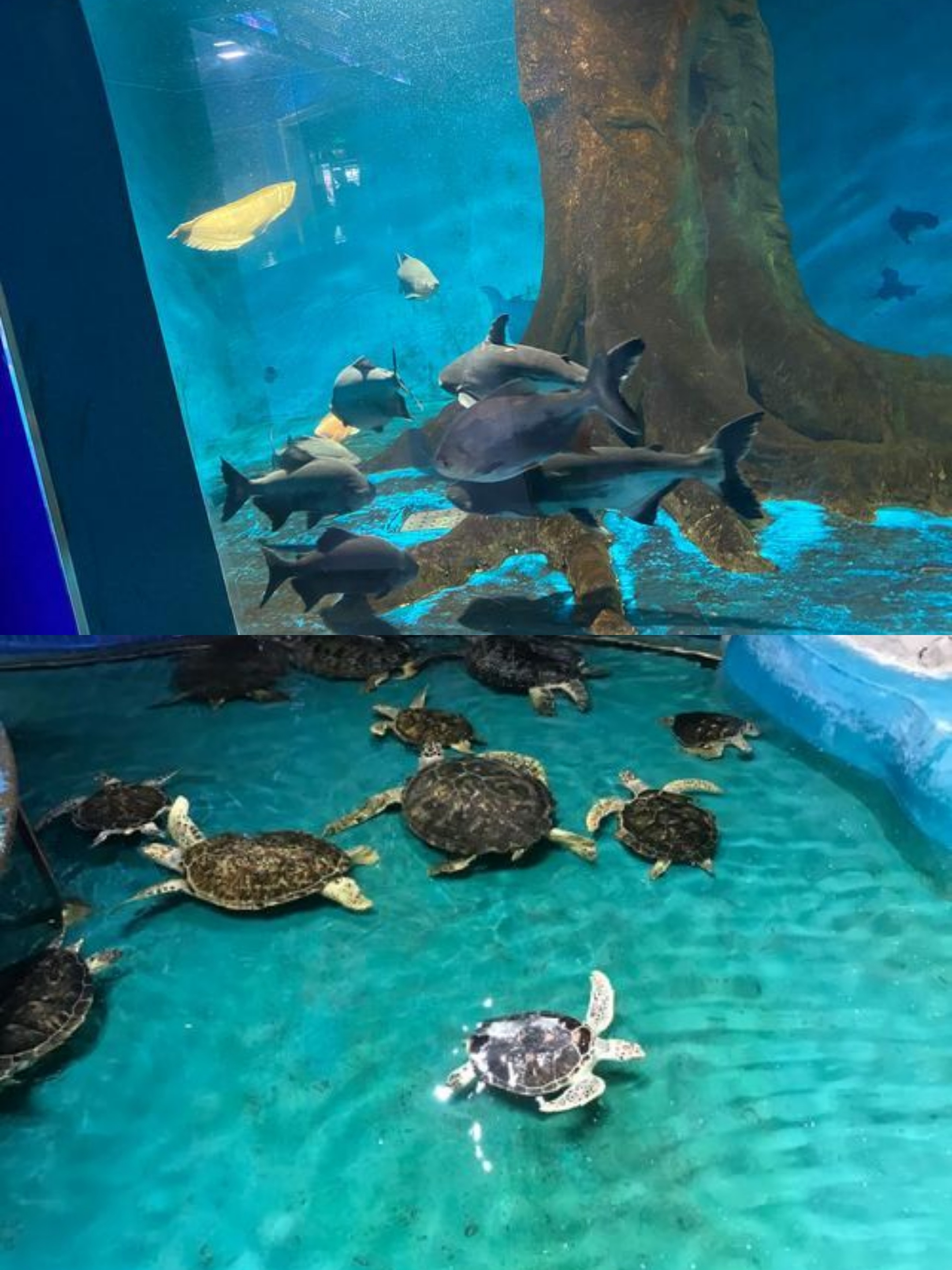 不可错过的旅游胜地西宁野生动物园海洋馆