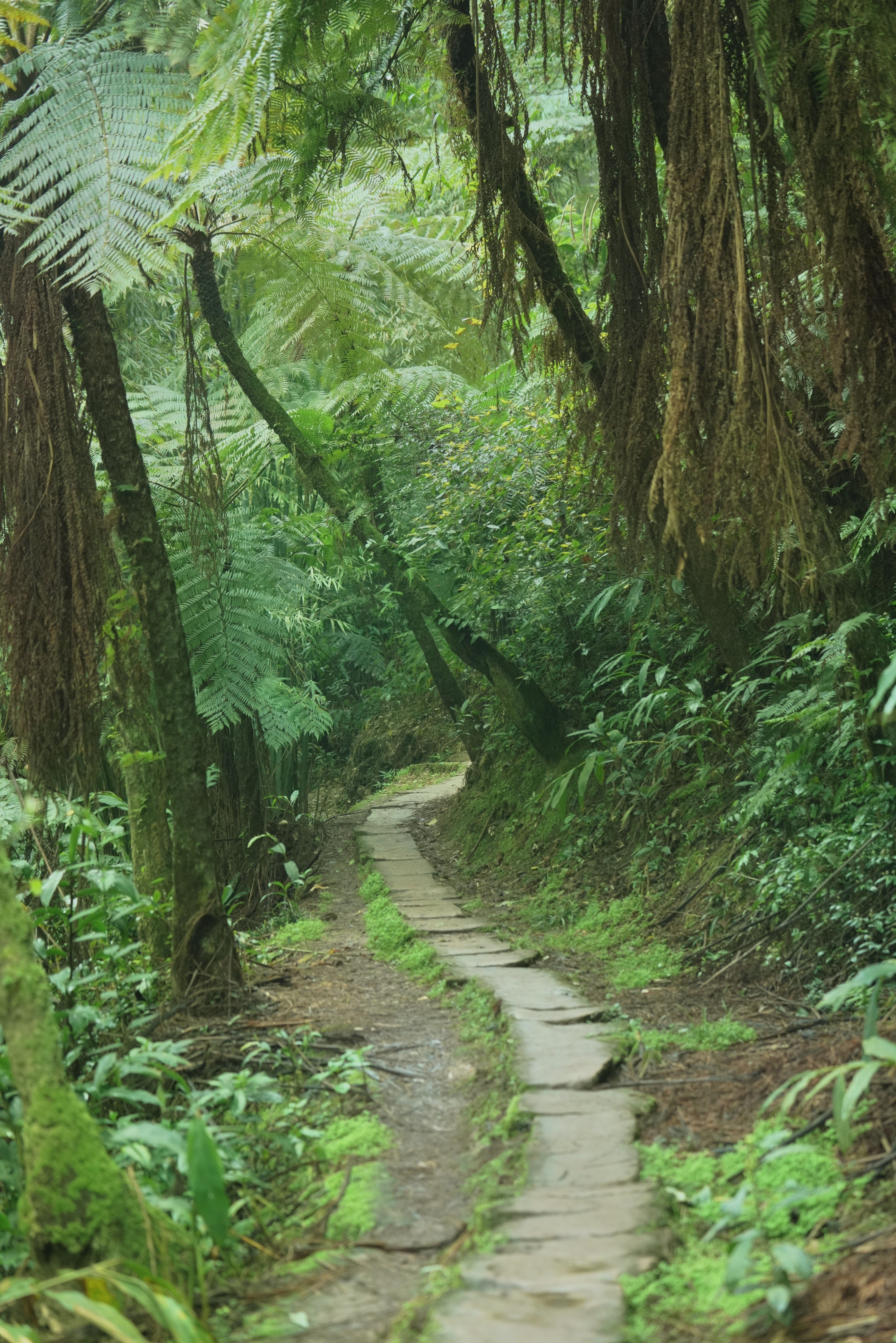成都周边 | 乐山桫椤峡谷,大自然的奇遇记