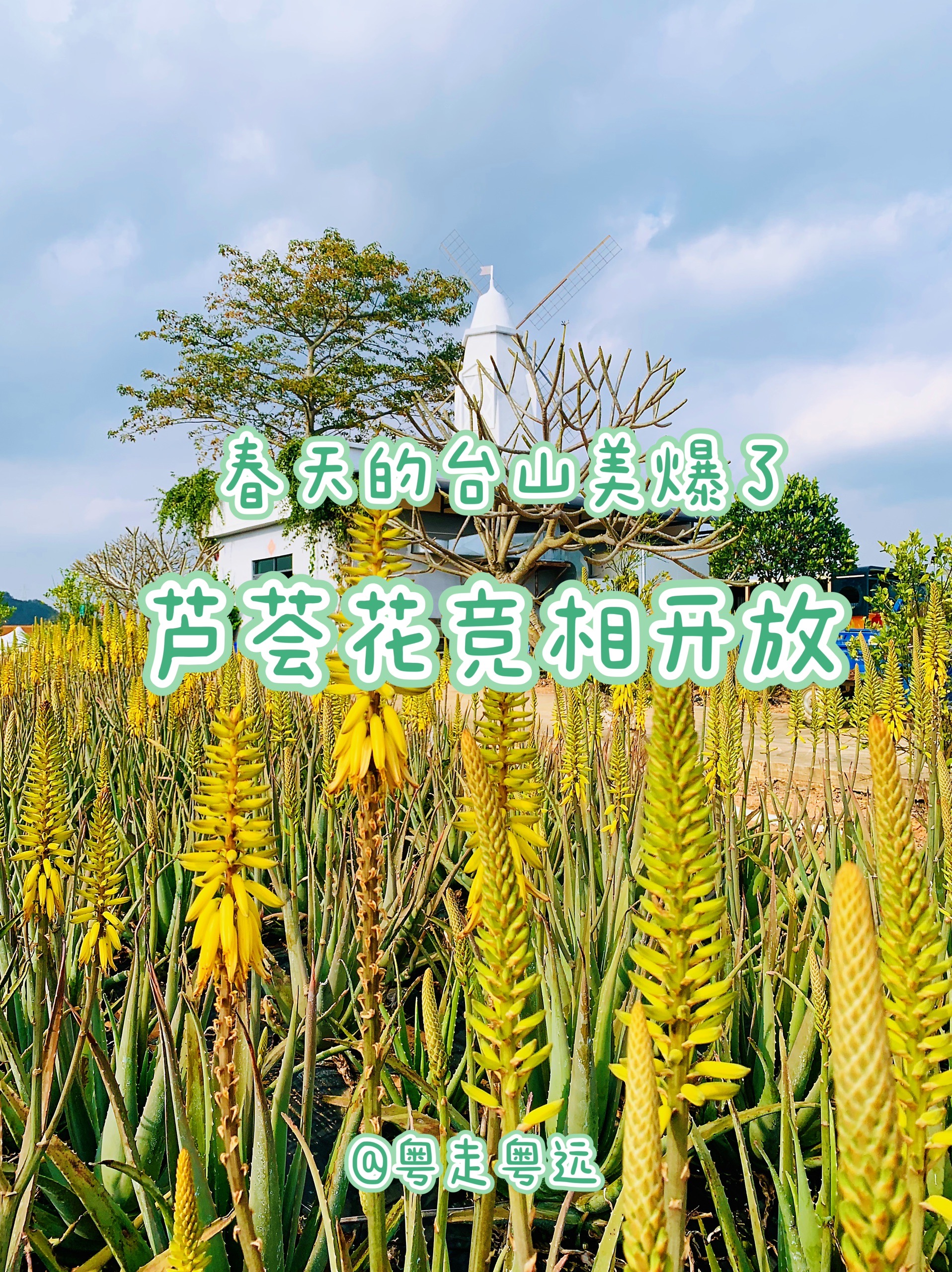 一年亩收入10万的药材芦荟的种植技术的简单介绍