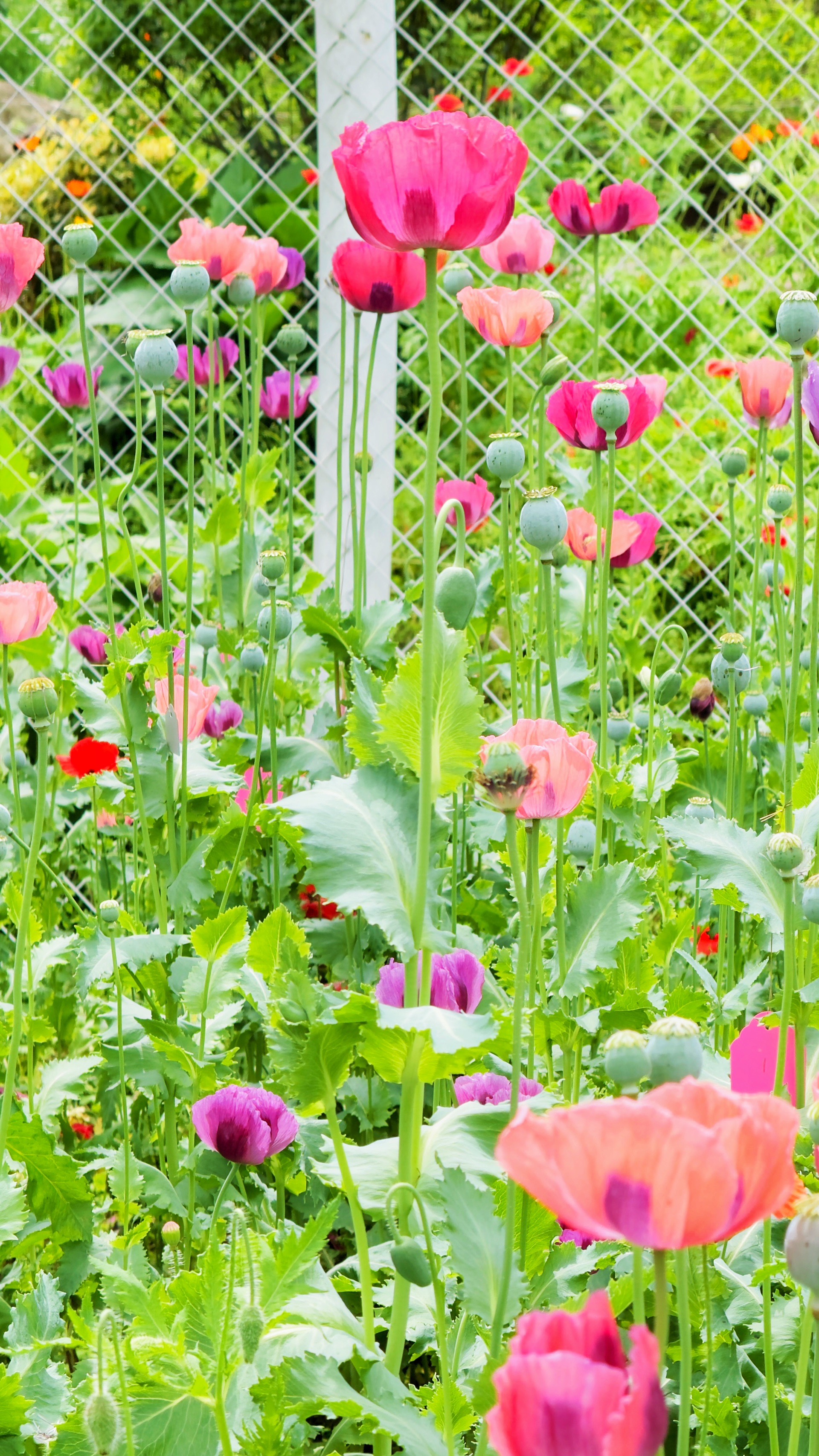 多种颜色的罂粟花,目前被"关押"在武汉植物园本草园的五个白色铁笼