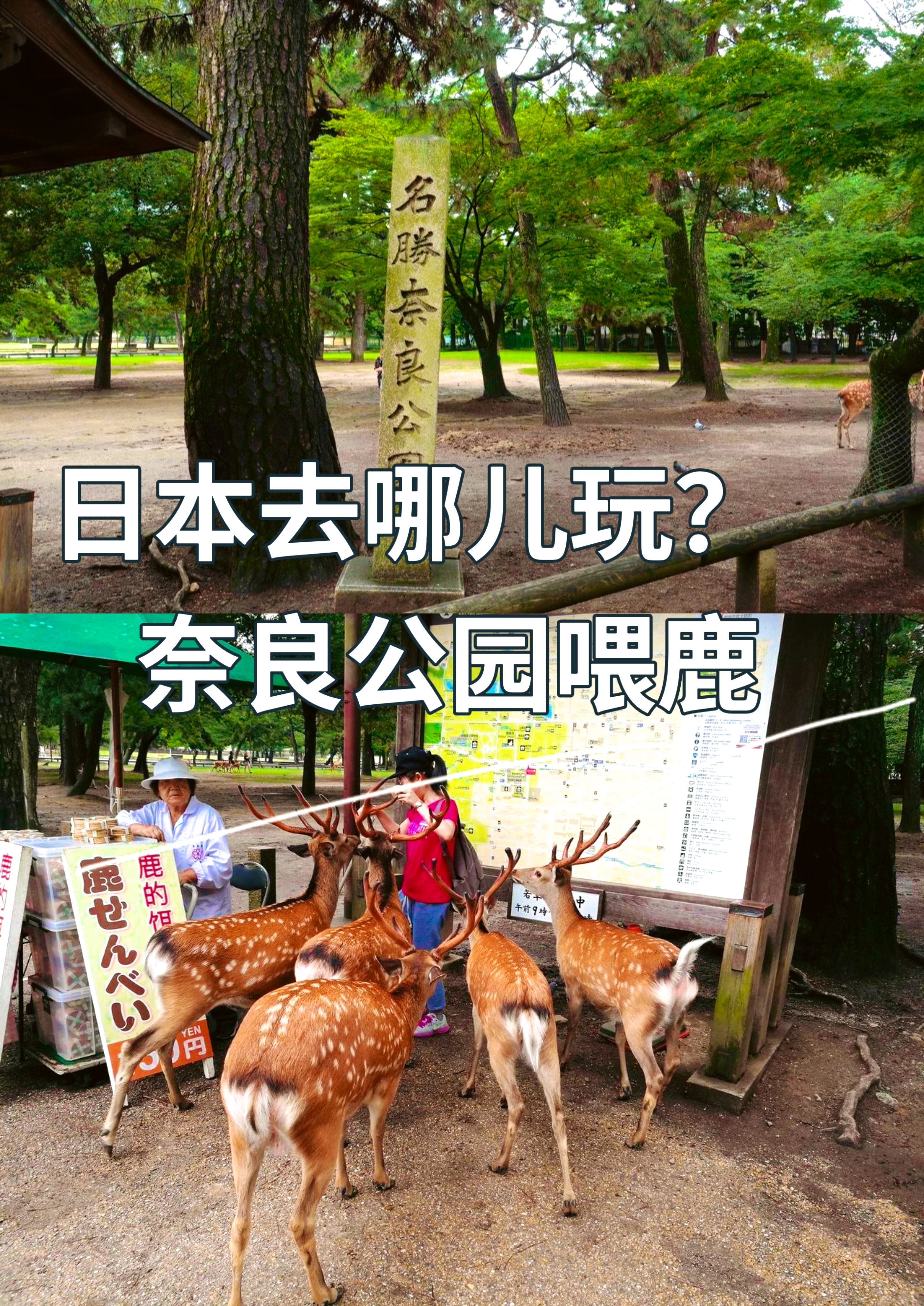 奈良公园,与神鹿共舞的奇妙之旅