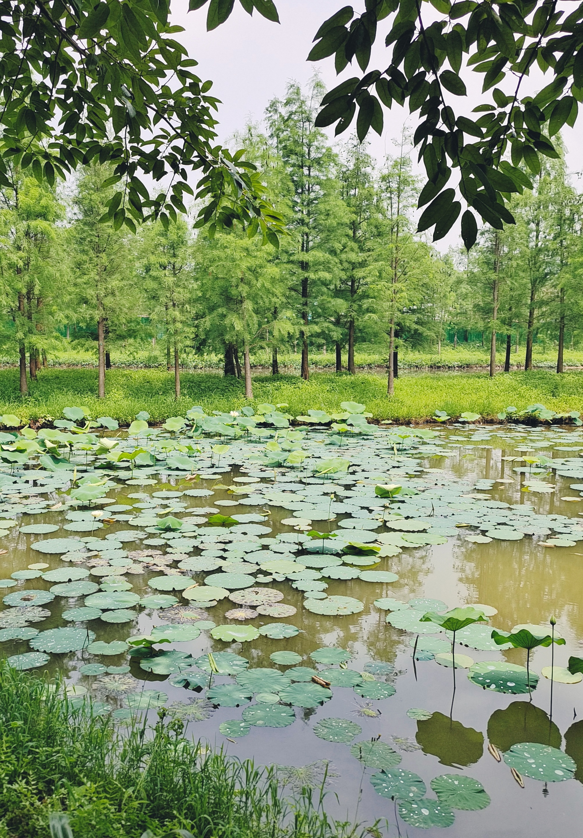 光天化日下的灯都生态湿地公园