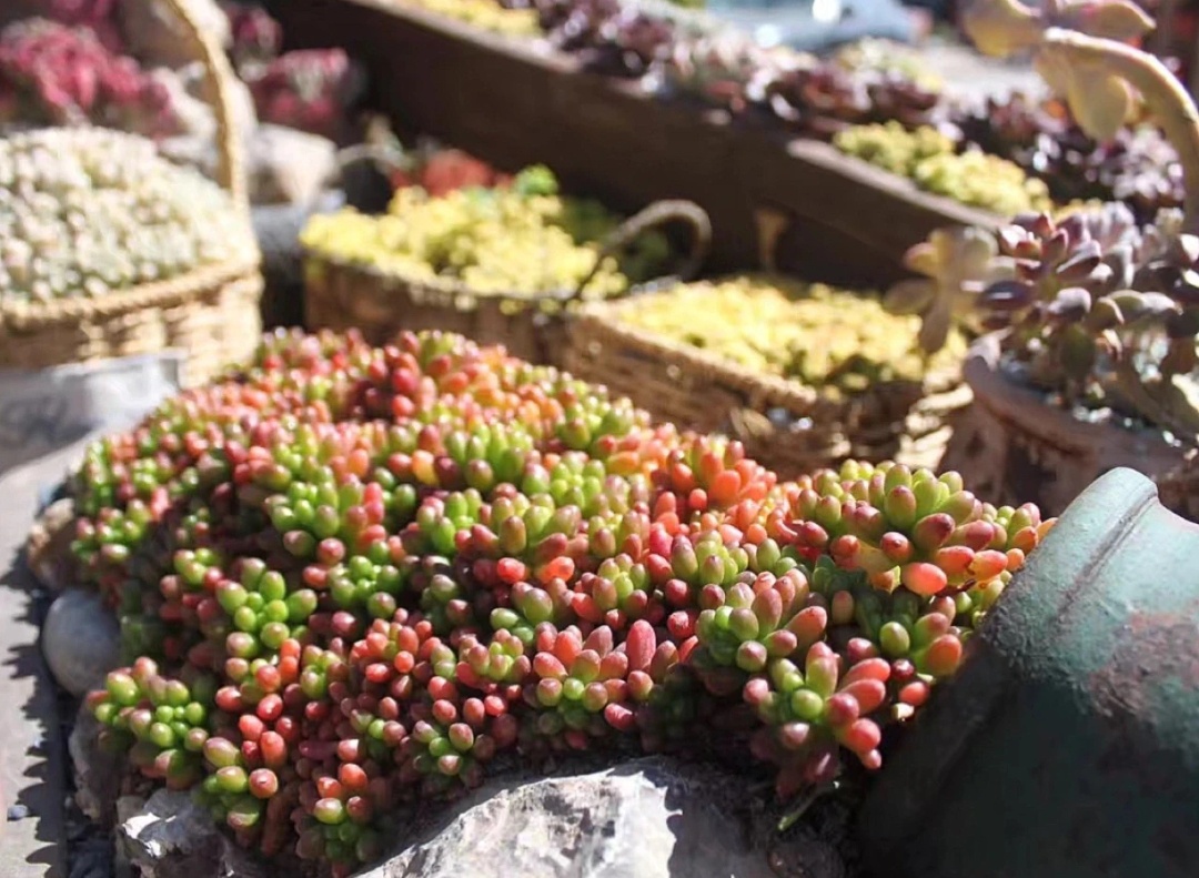 去丽江旅游跟团多少钱,去丽江花市旅游费用,六天五晚超省钱攻略