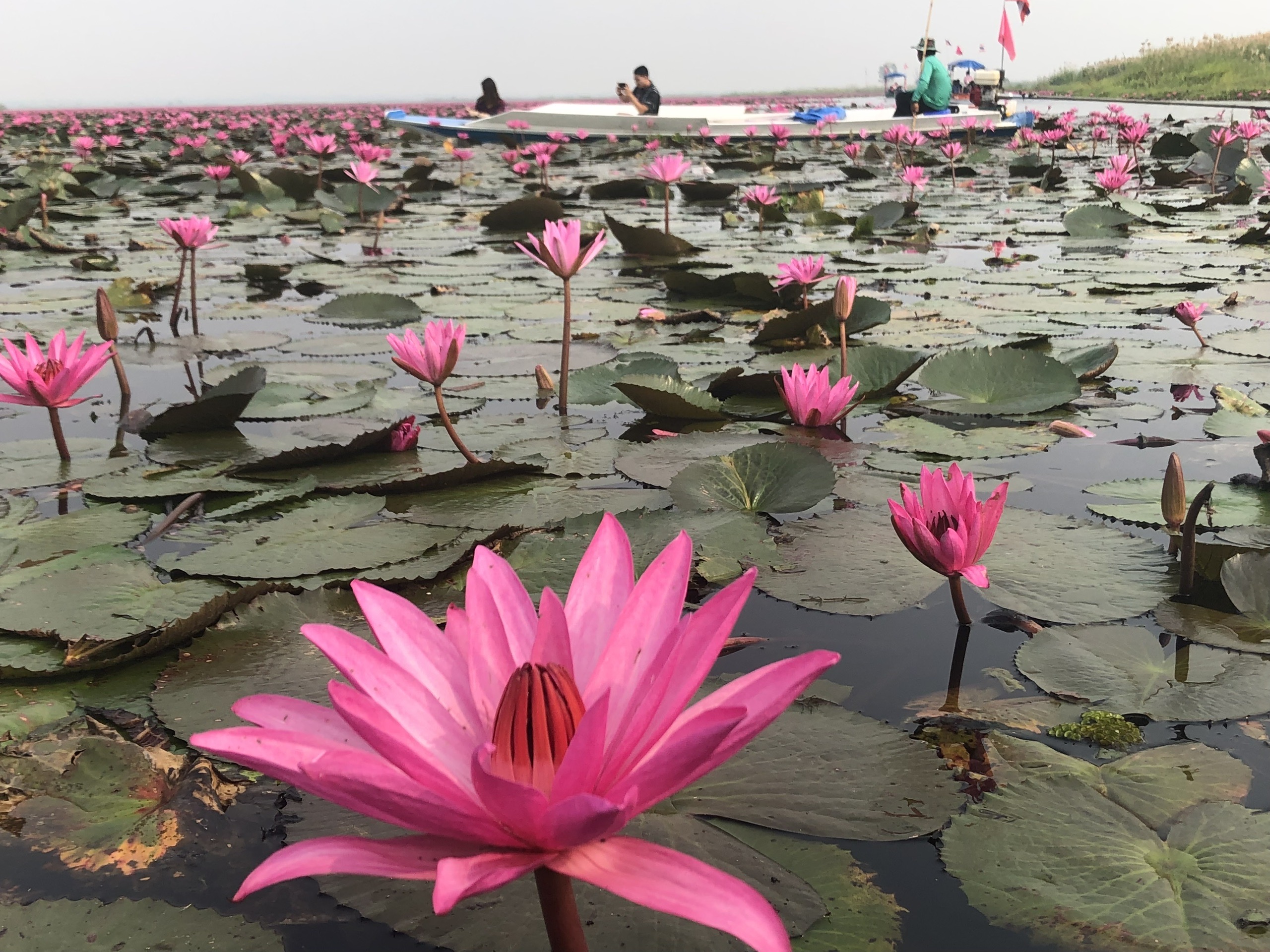 泰国东北乌隆他尼 - - 红莲池(red lotus lak
