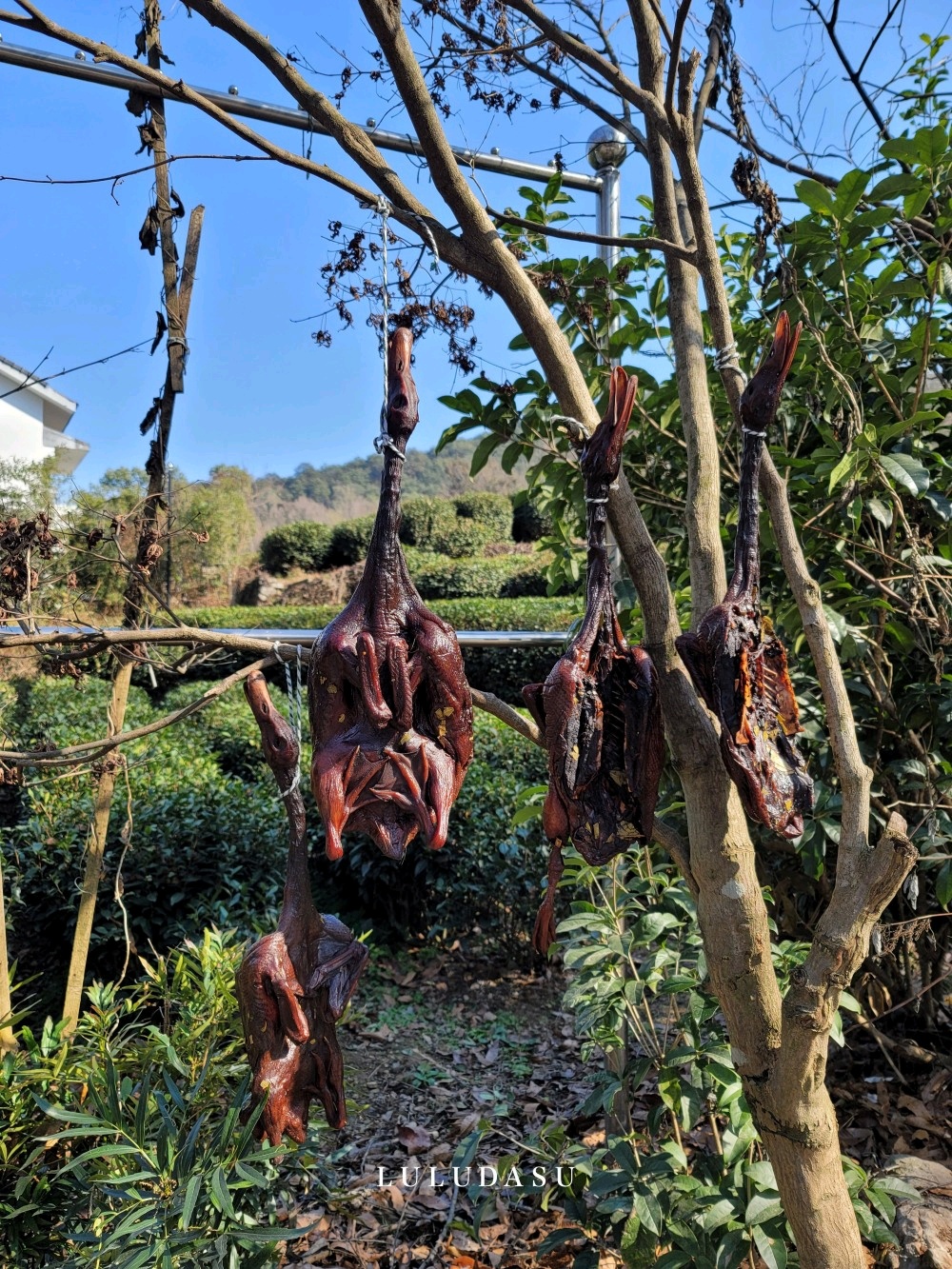 樵食庭院餐厅