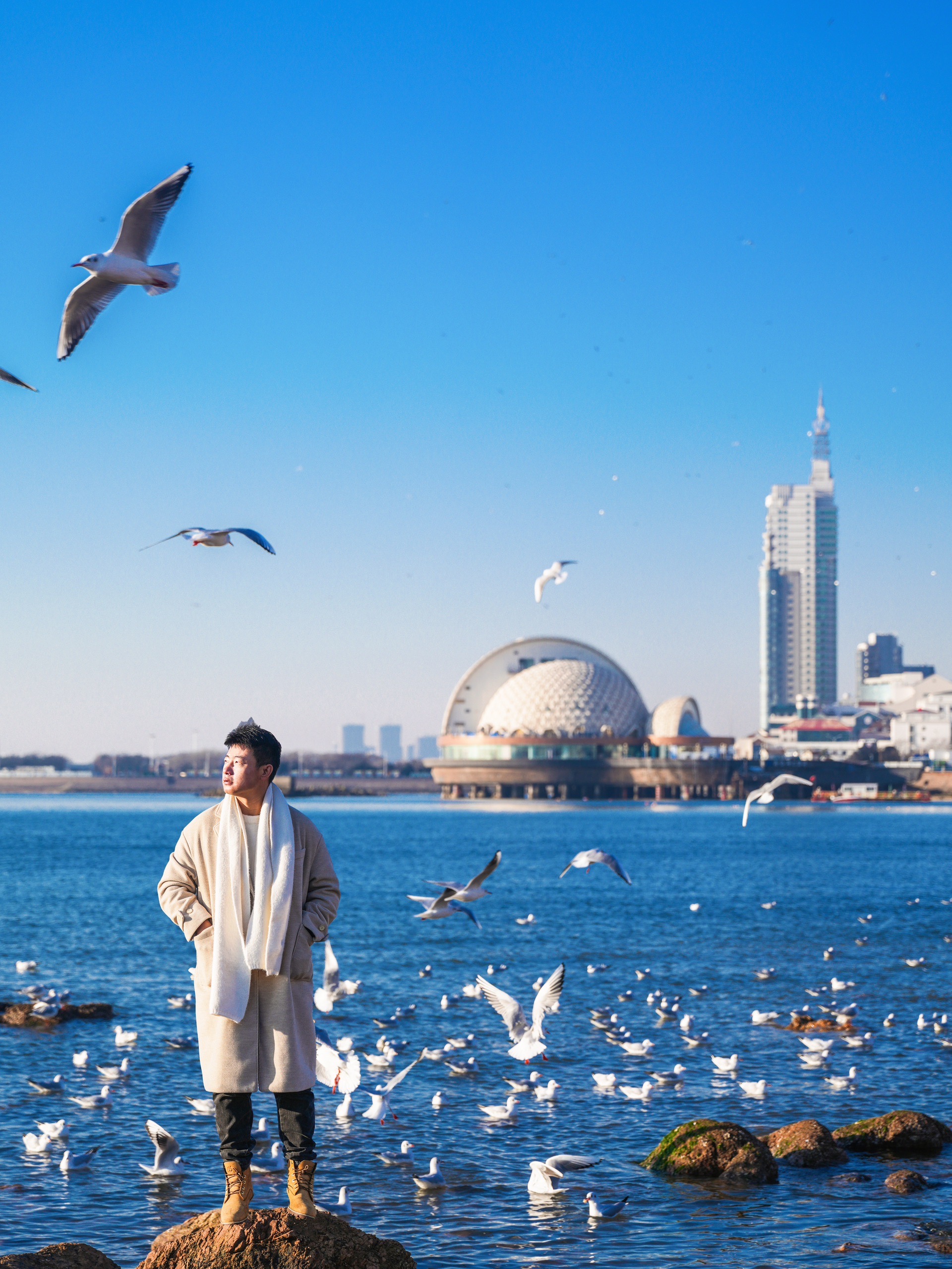 青岛栈桥的海鸥图片