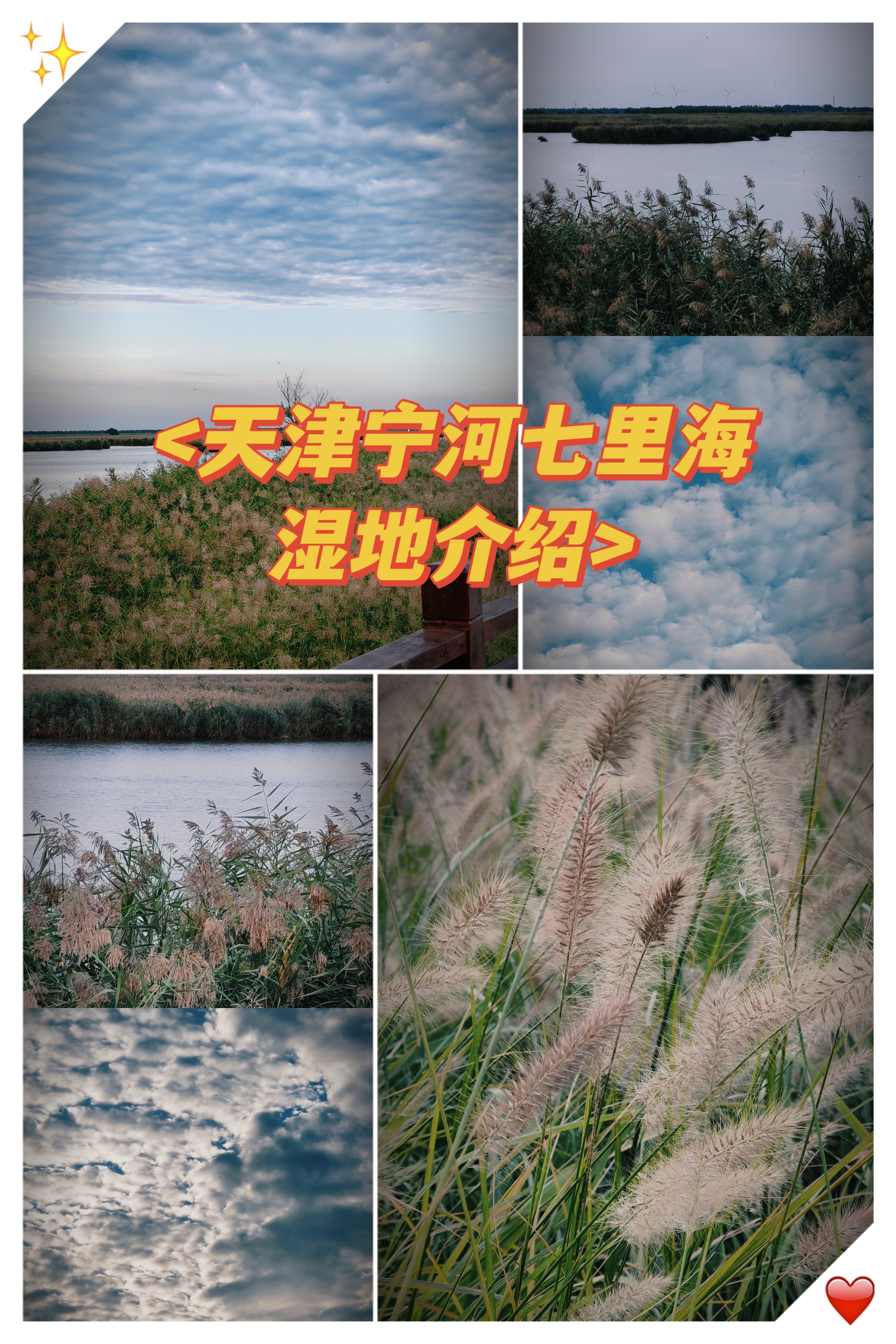 天津宁河七里海湿地 介绍
