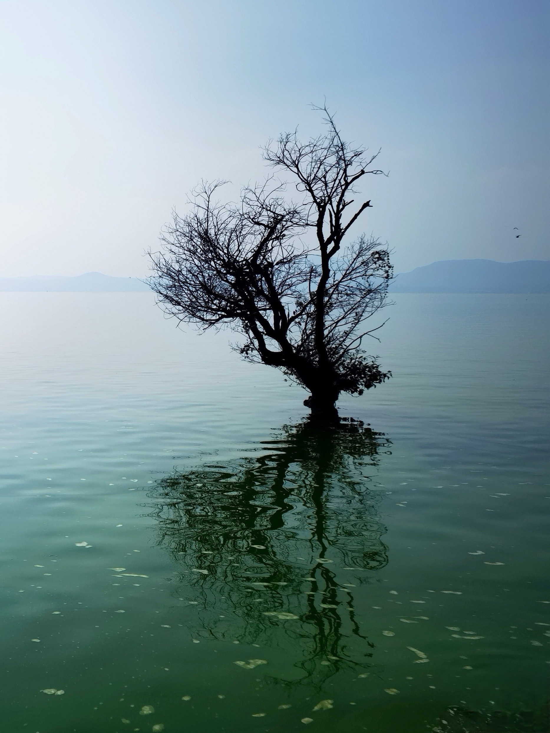 王官湿地图片