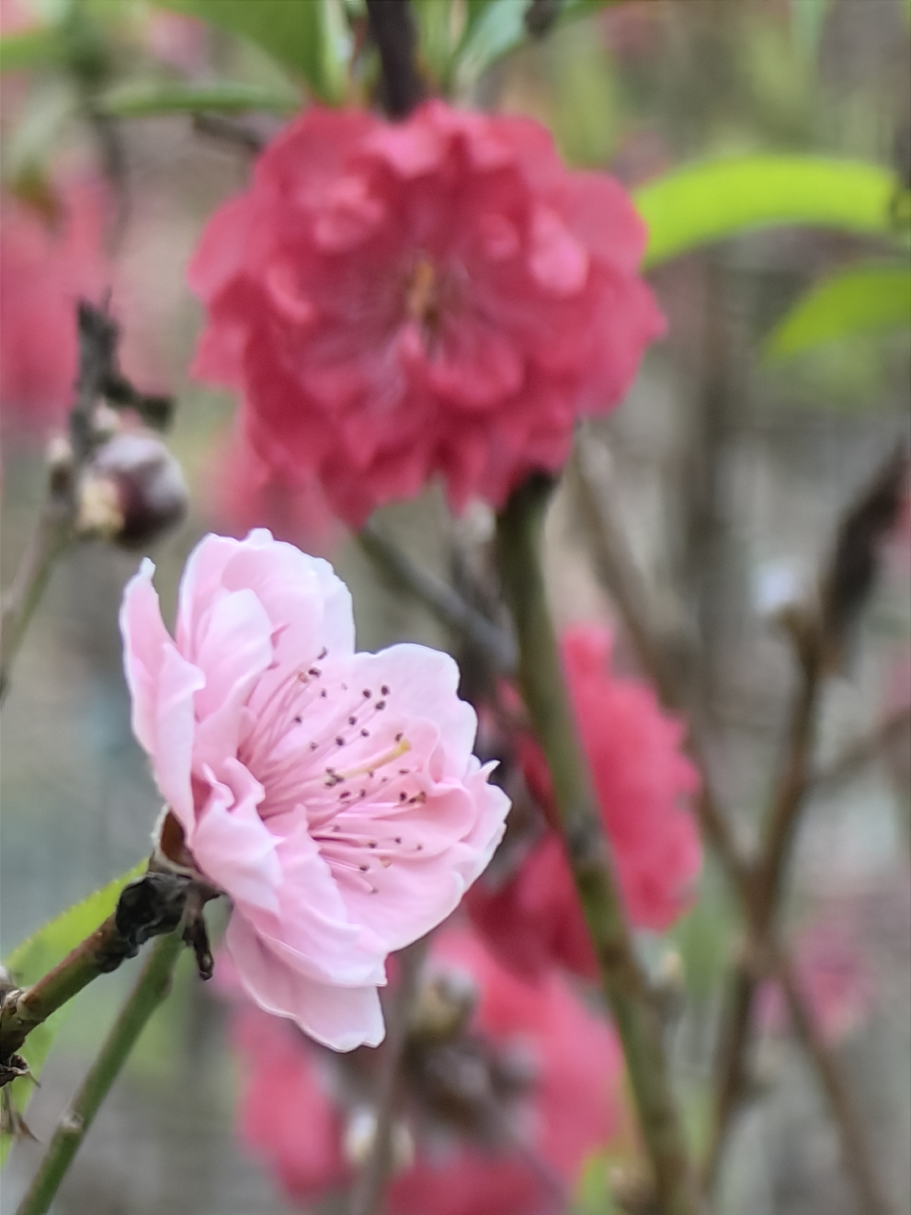 广州石马桃花公园图片