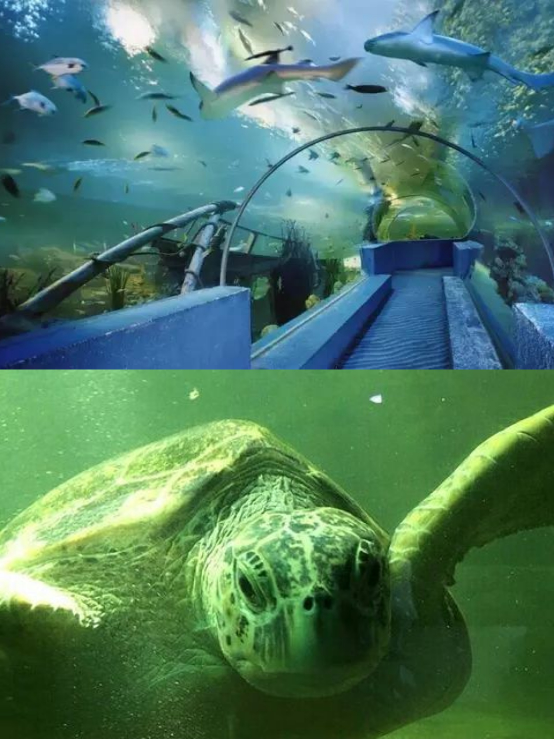 不可错过的旅游胜地西宁野生动物园海洋馆