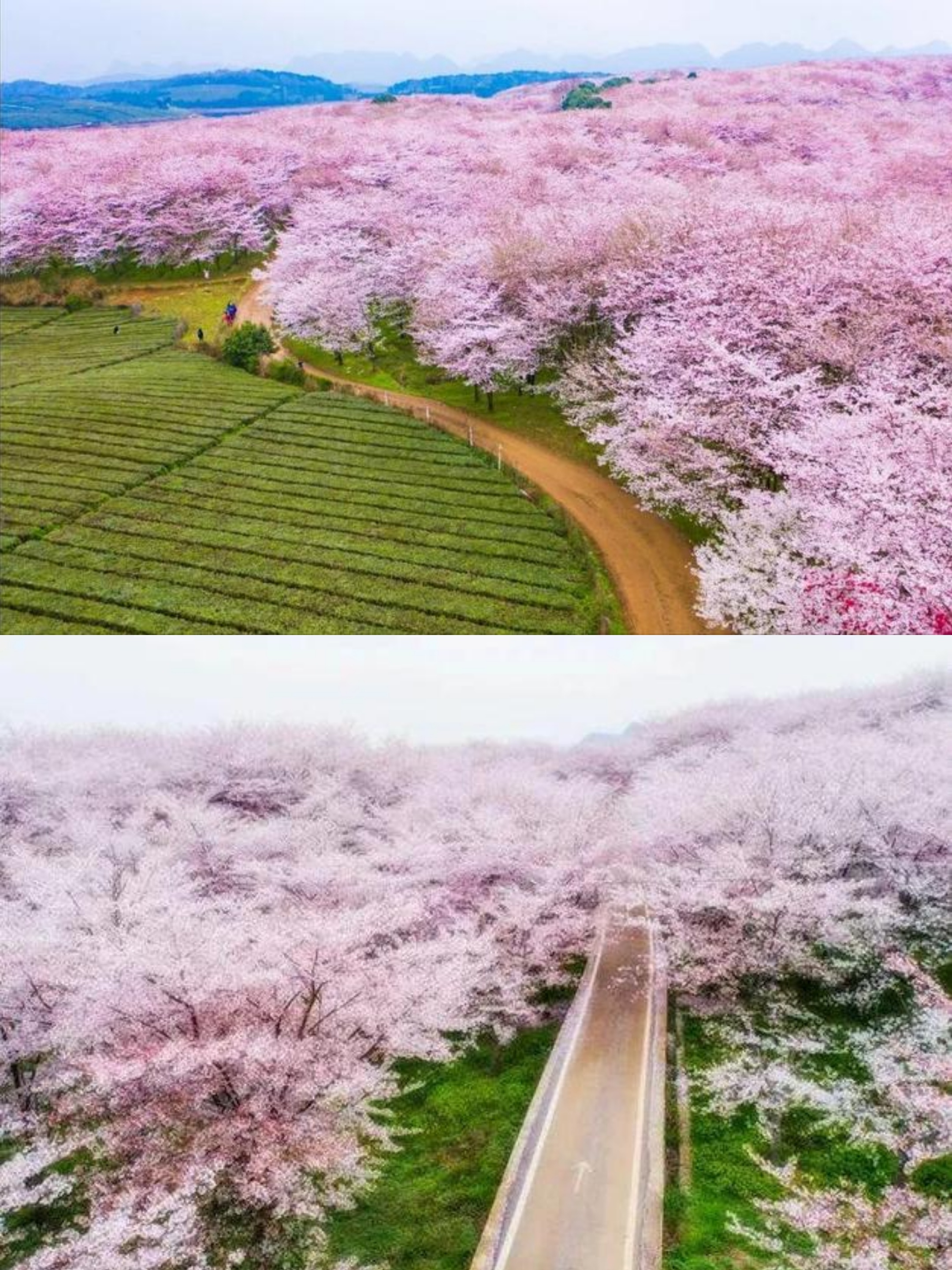 安顺樱花旅游景点图片