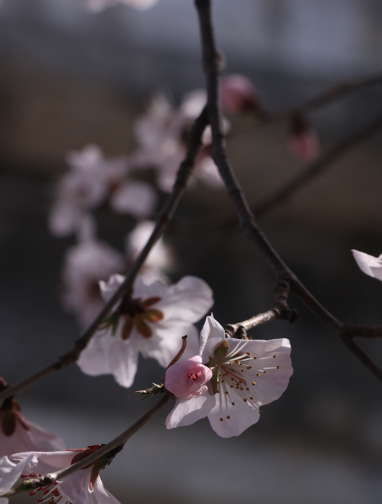 北海公园永安寺梅花图片