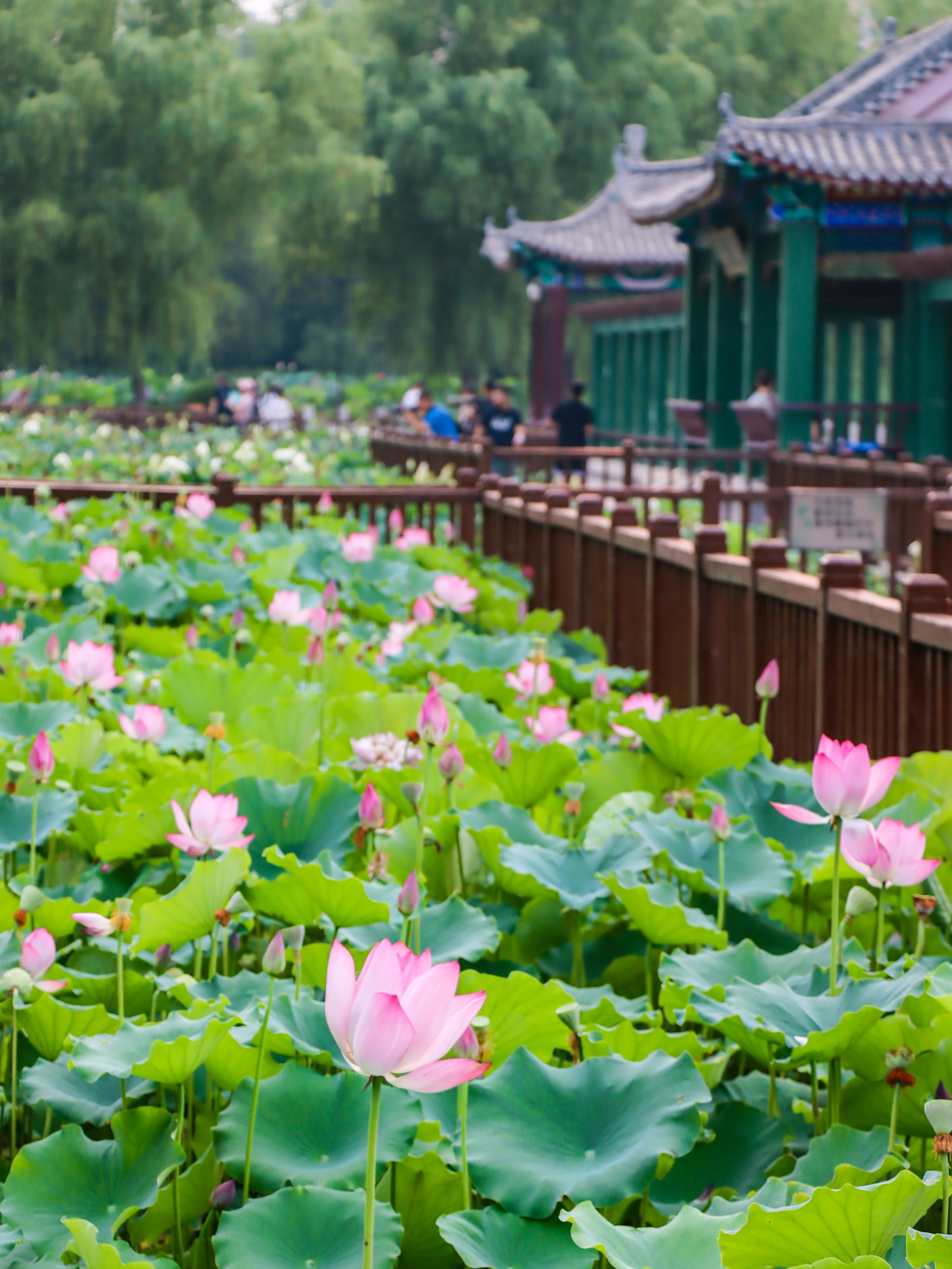 北京荷花98远被低估的莲花池公园
