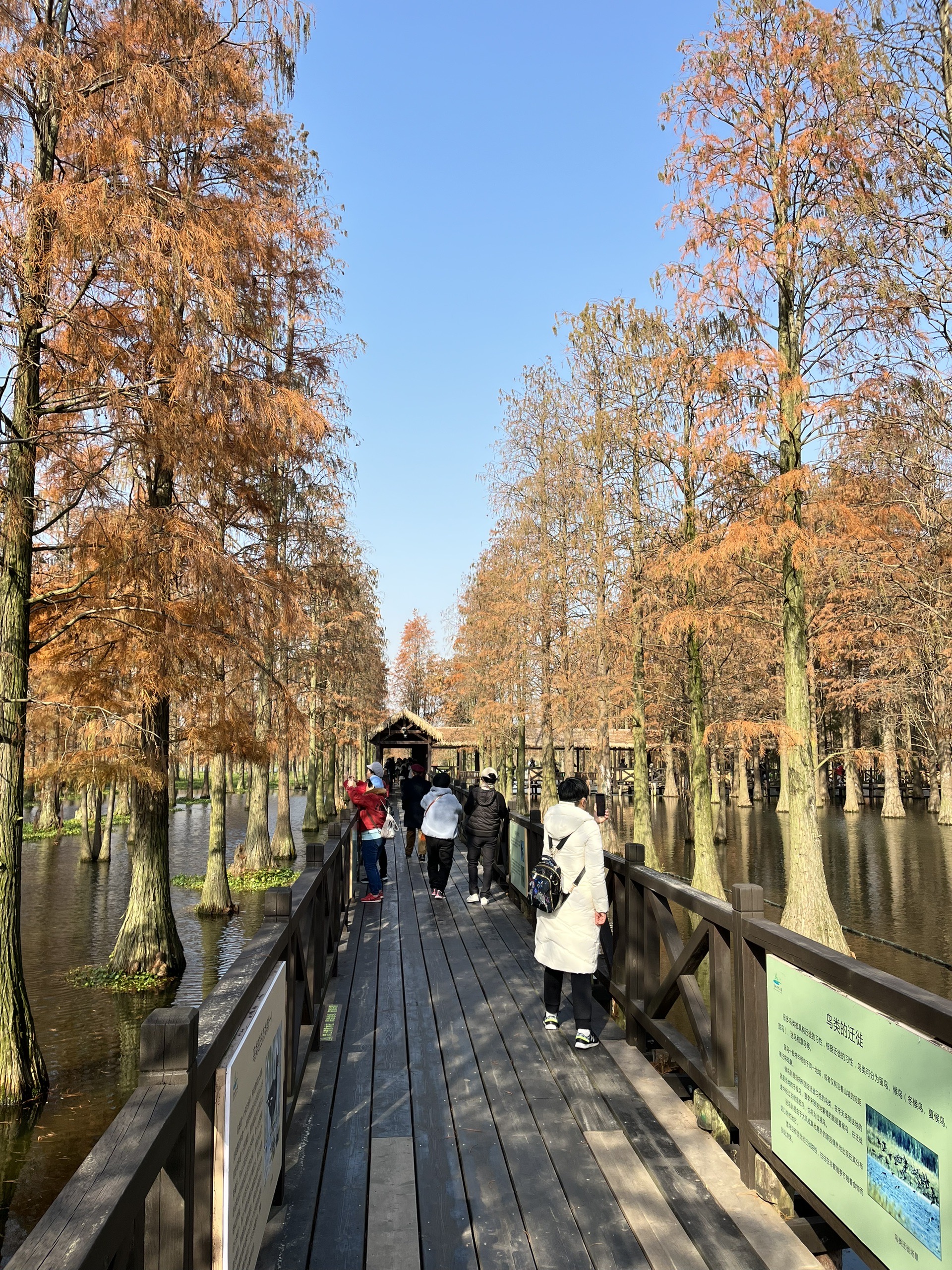 青浦区青西郊野公园图片