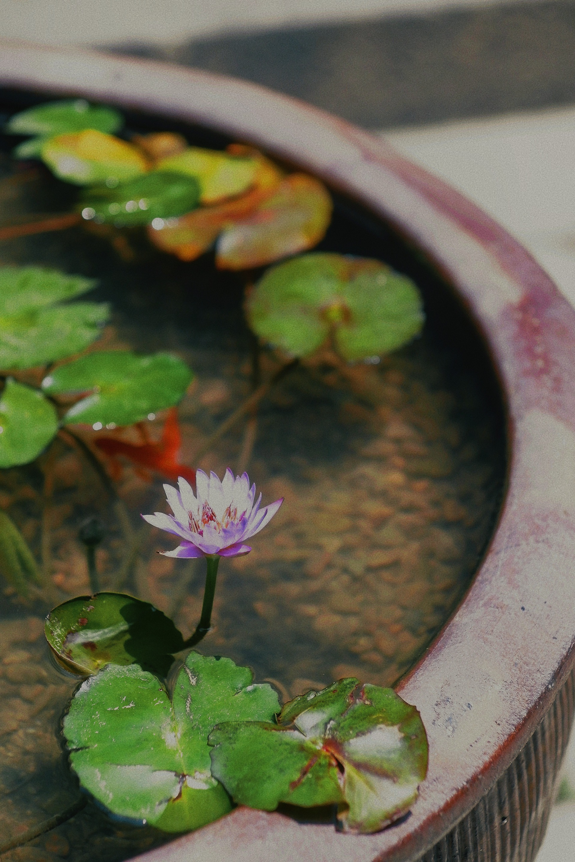 二三丛·闽地风土茶