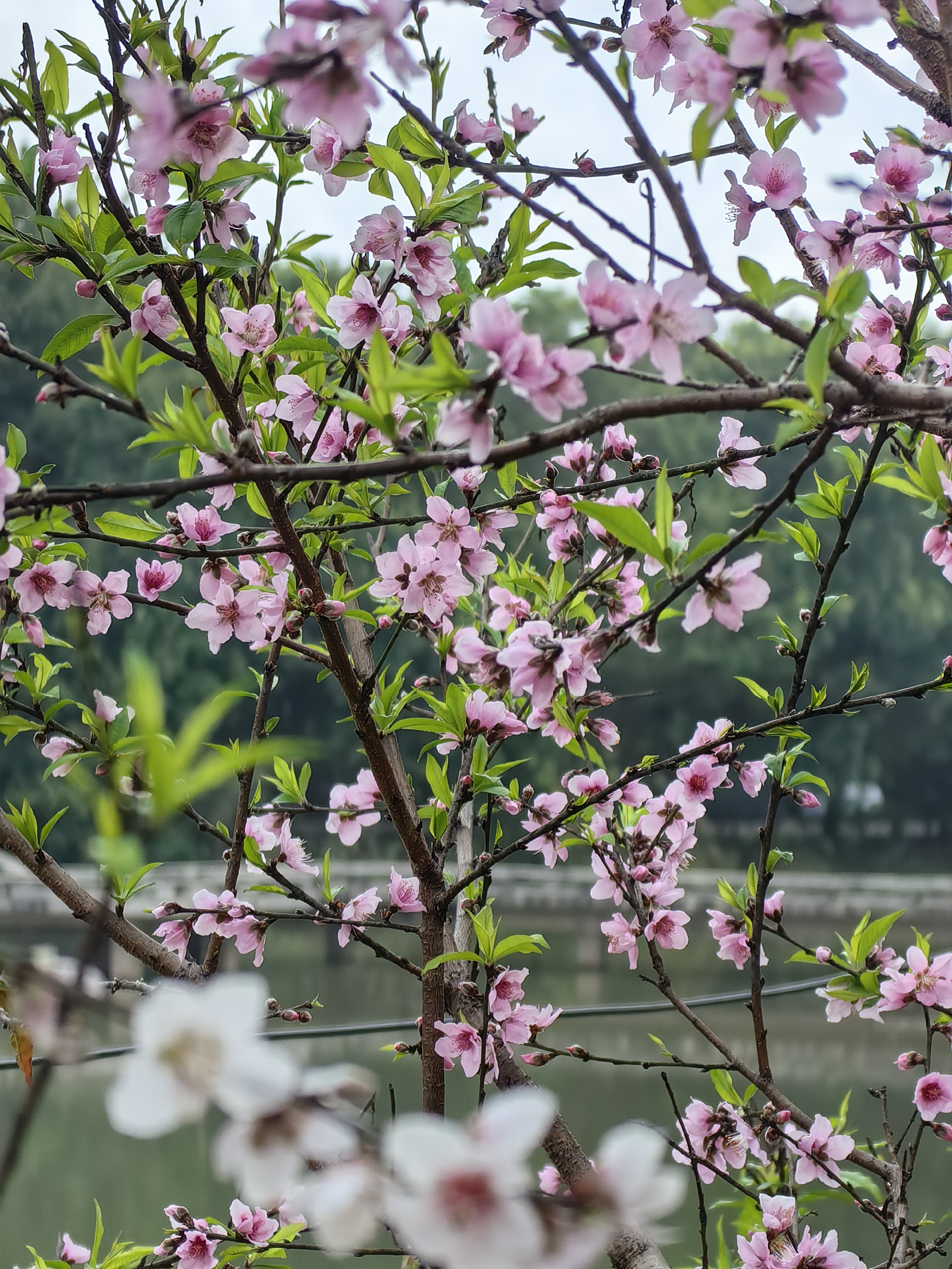 广州石马桃花公园图片