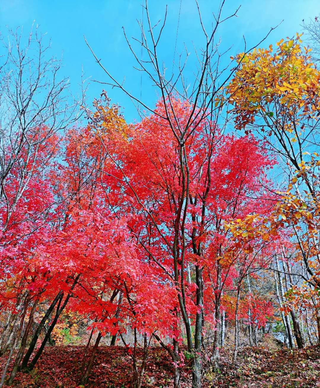 攻略本溪旅游水洞景区_本溪水洞旅游攻略_本溪旅游水洞门票价钱