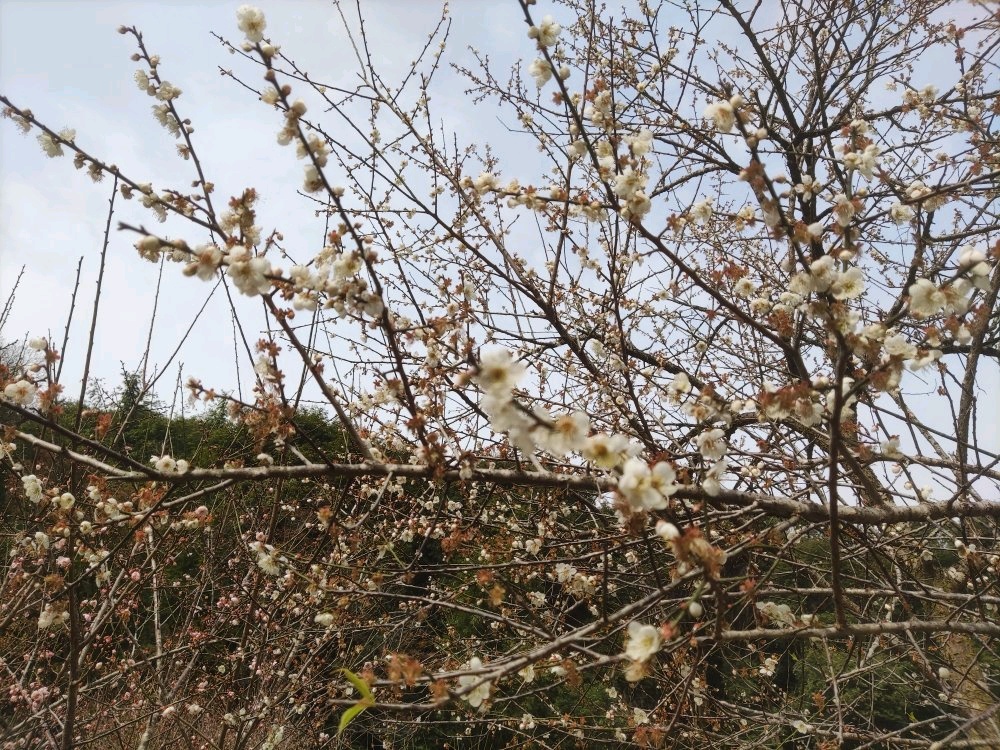 山园林局茶场