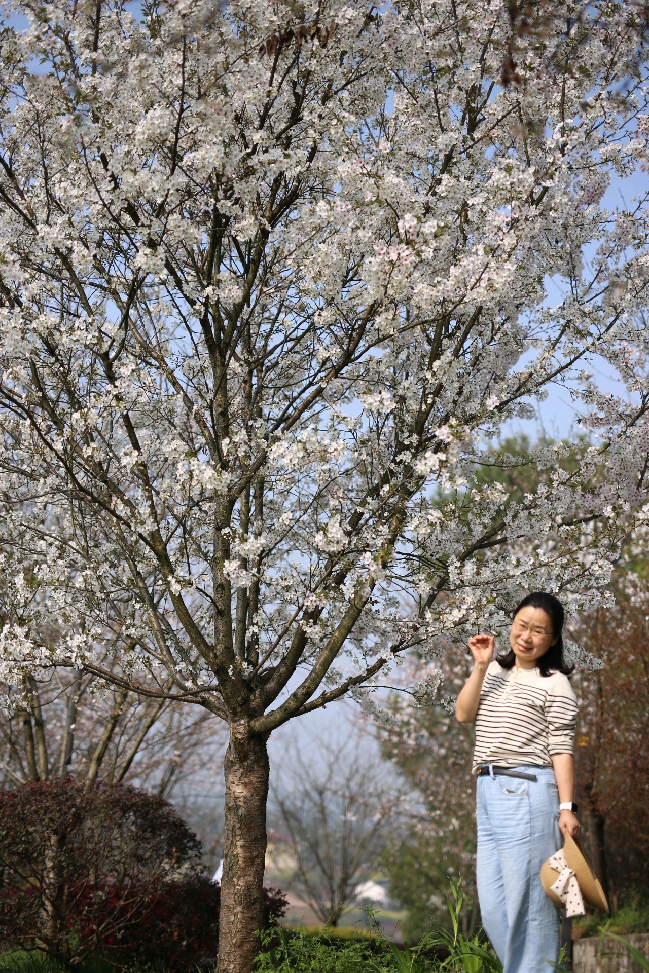 泸州丹林樱花谷图片