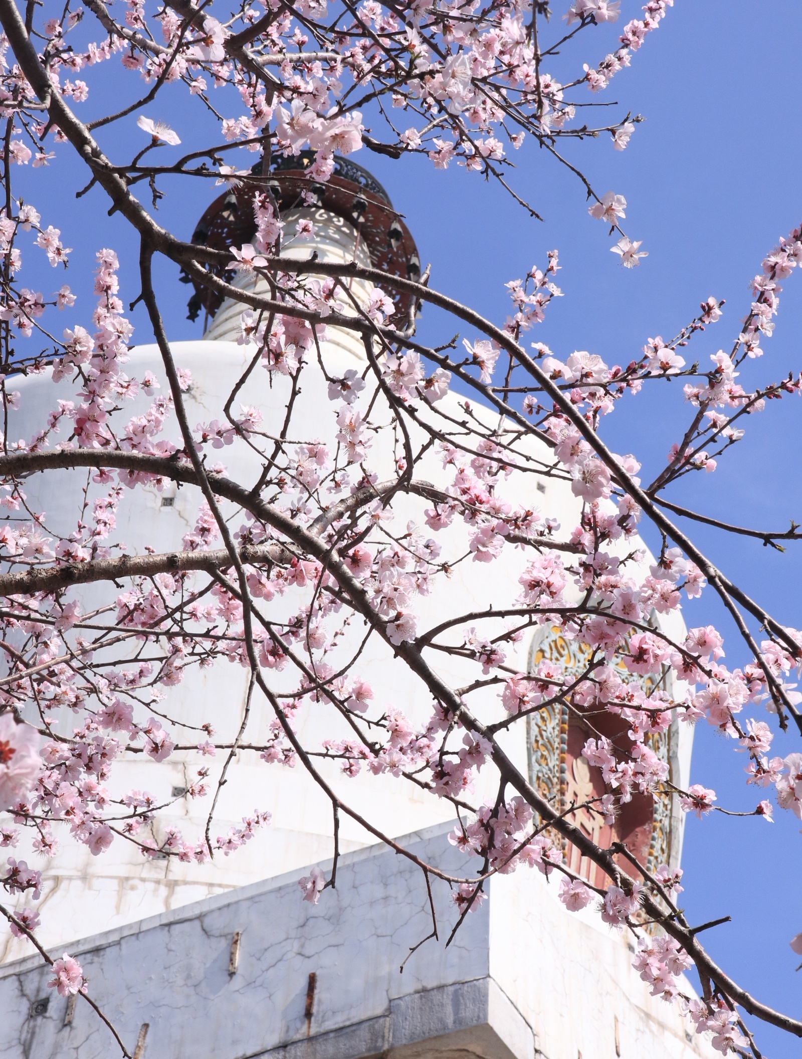 北海公园永安寺梅花图片