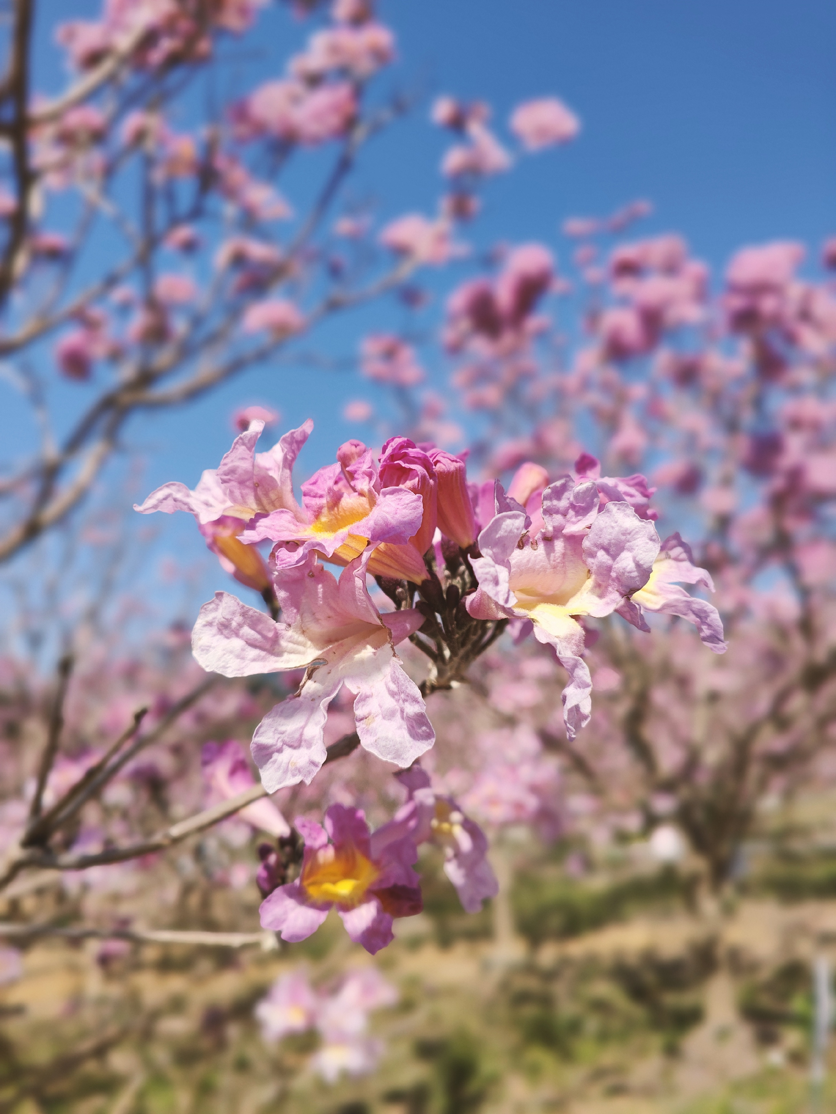 江门绿美生态园紫风铃花