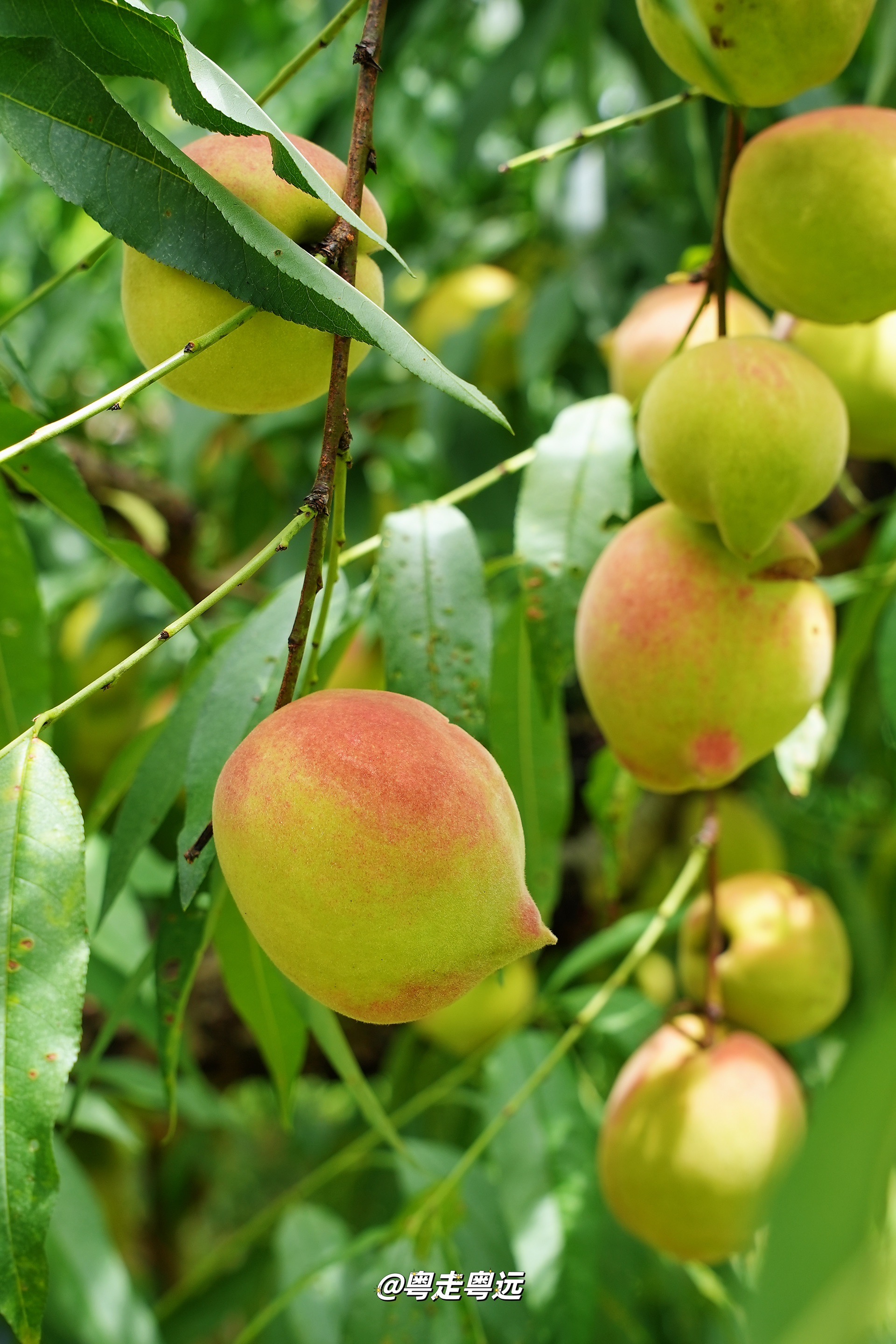 广州周边河源连平的鹰嘴桃已经成熟 摘果去