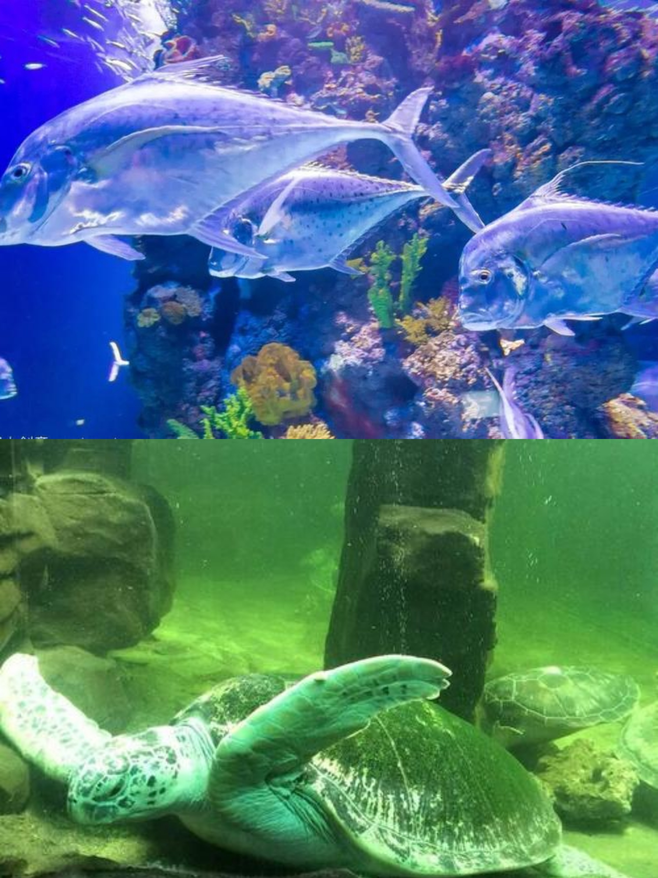 不可错过的旅游胜地西宁野生动物园海洋馆