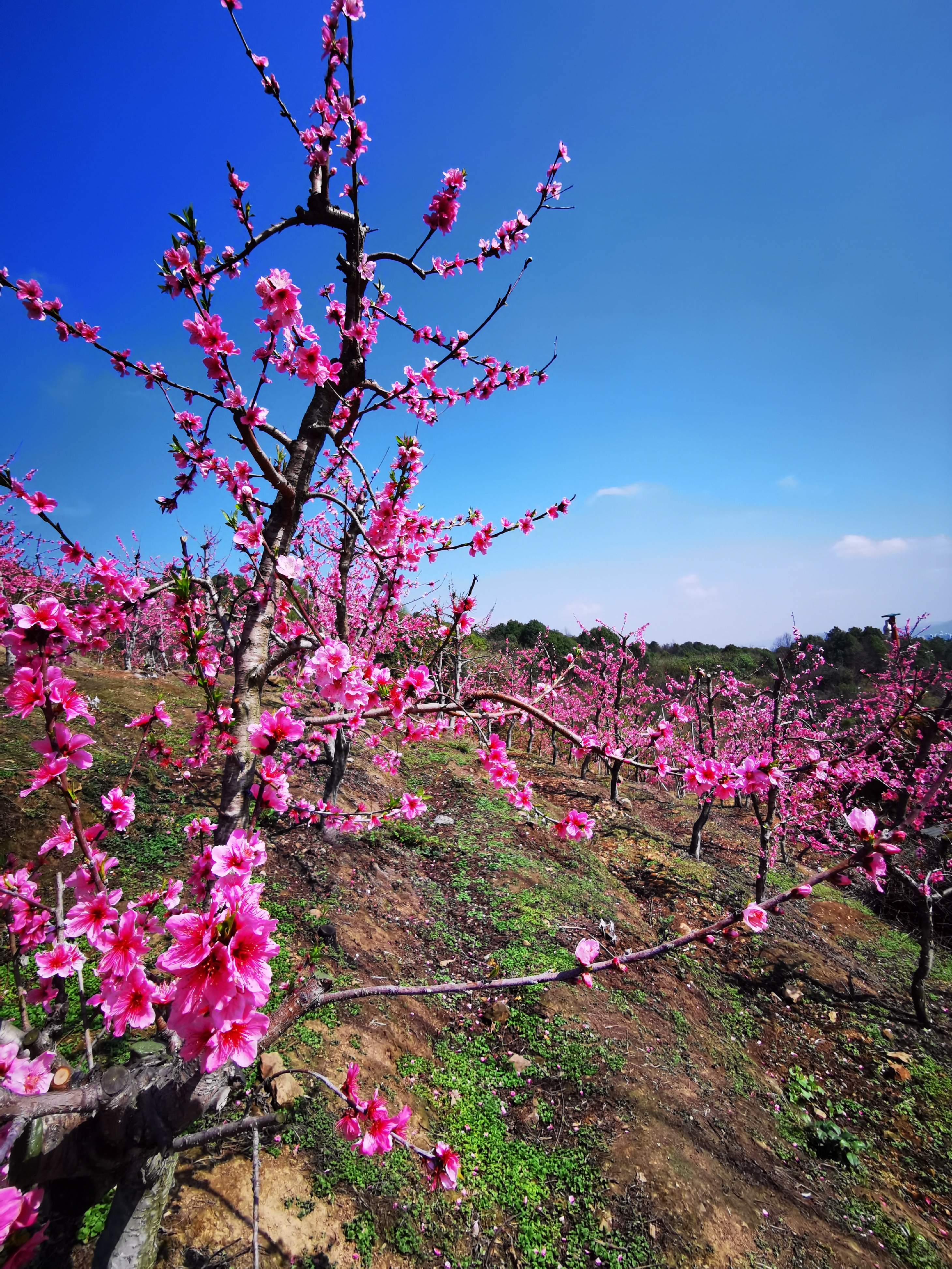 虎峰山生态旅游区,坐落于重庆市沙坪坝区曾家镇虎峰山村,是重庆莲花湖