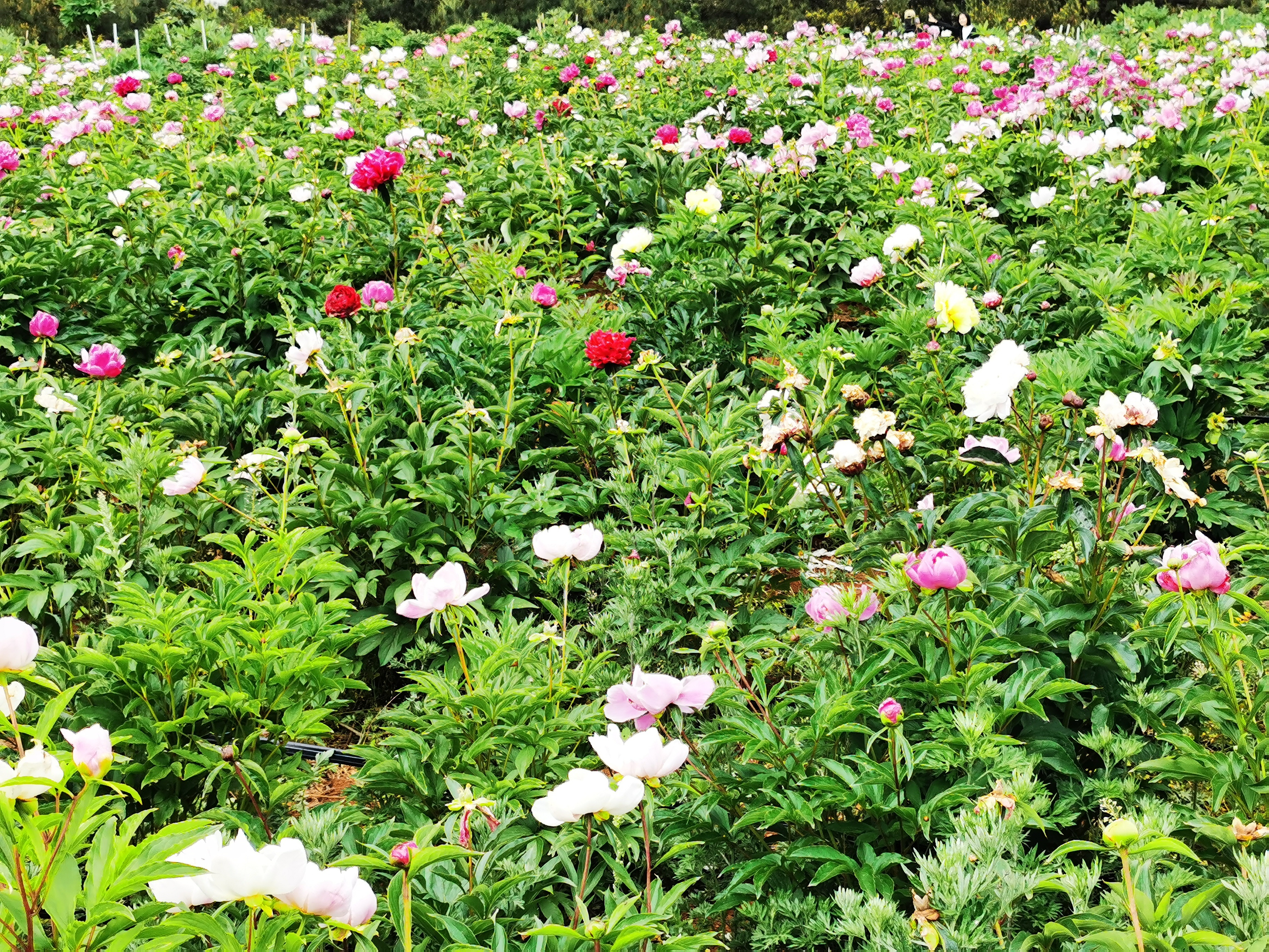 梁王山滇香牡丹园