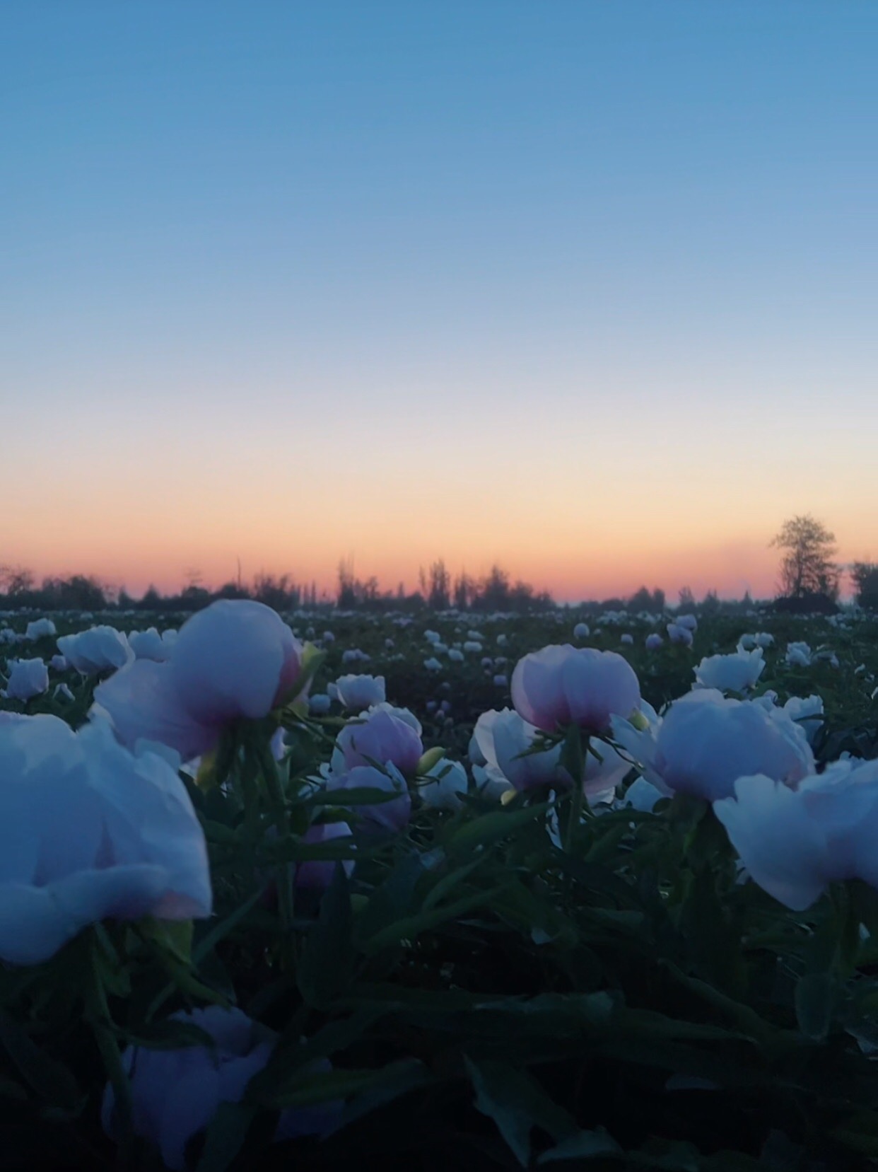 百花生态园艺场(伊水灵香薰衣草庄园)