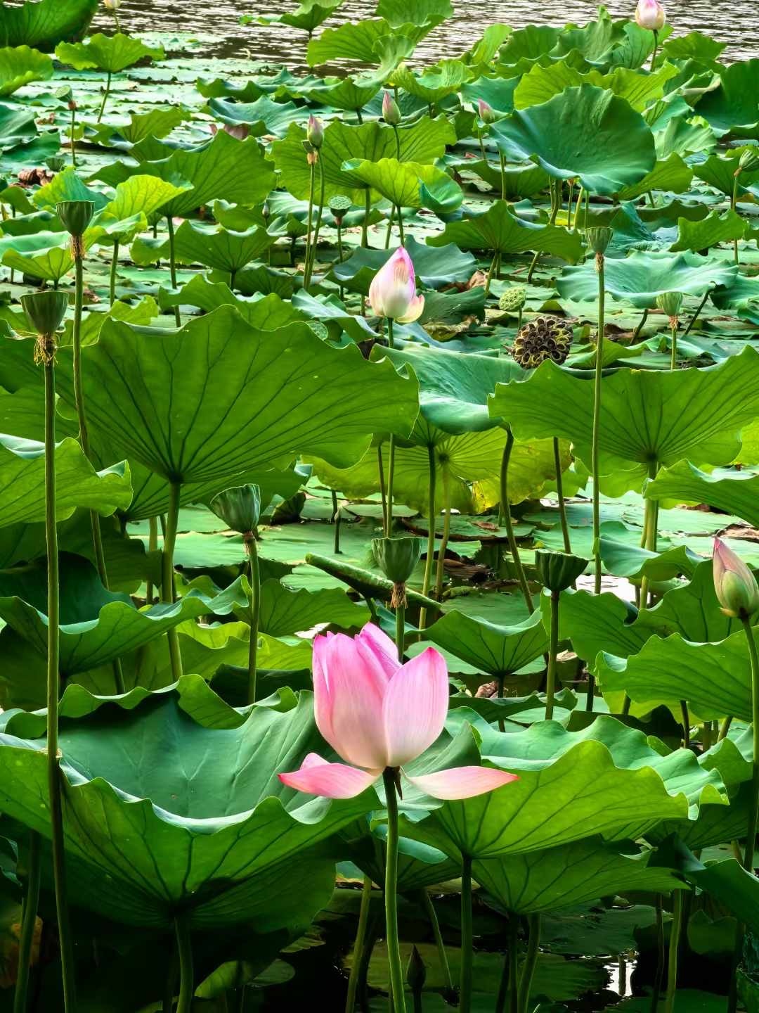 白洋淀荷花美景图片