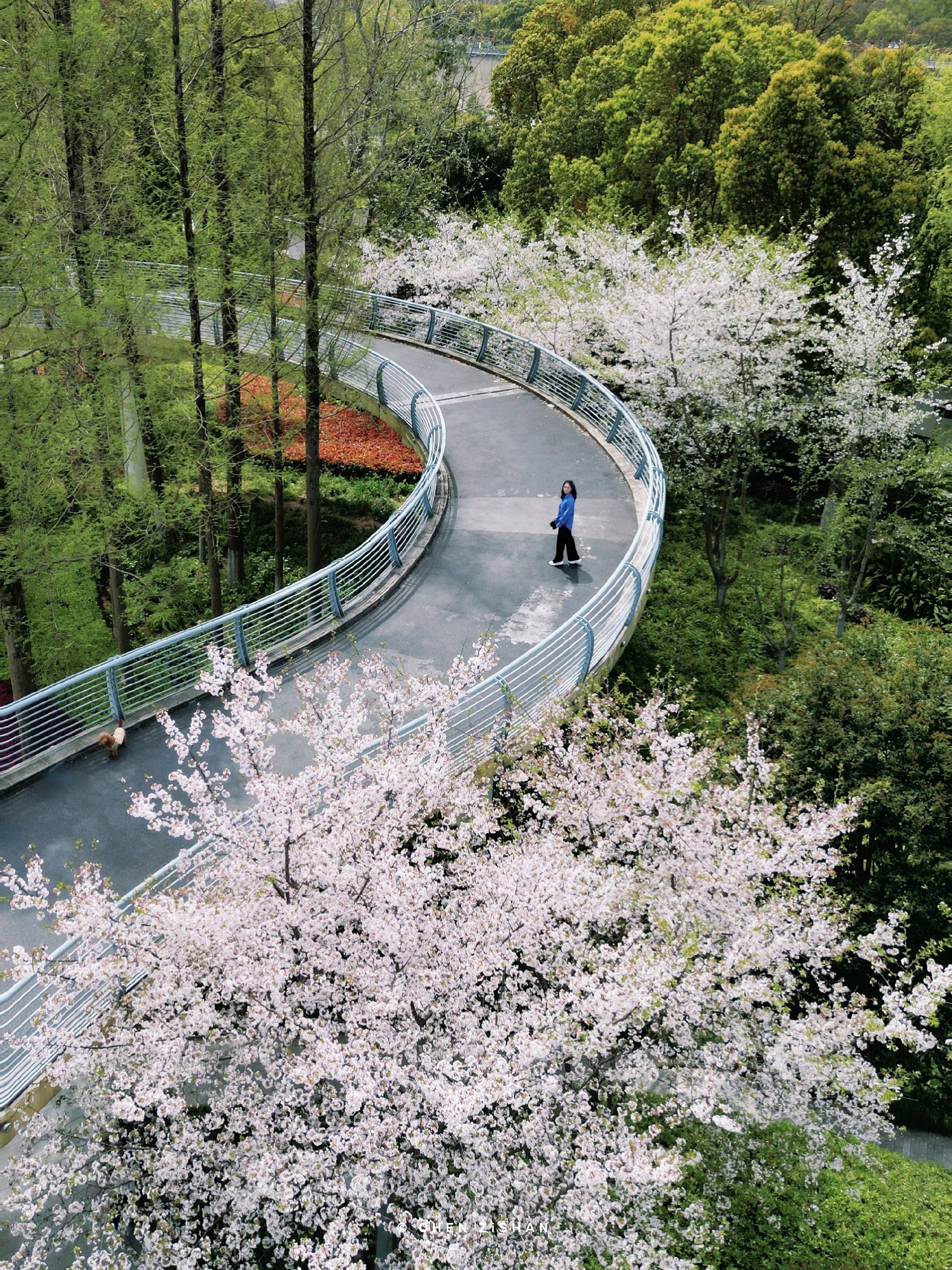 宁波樱花公园多大图片