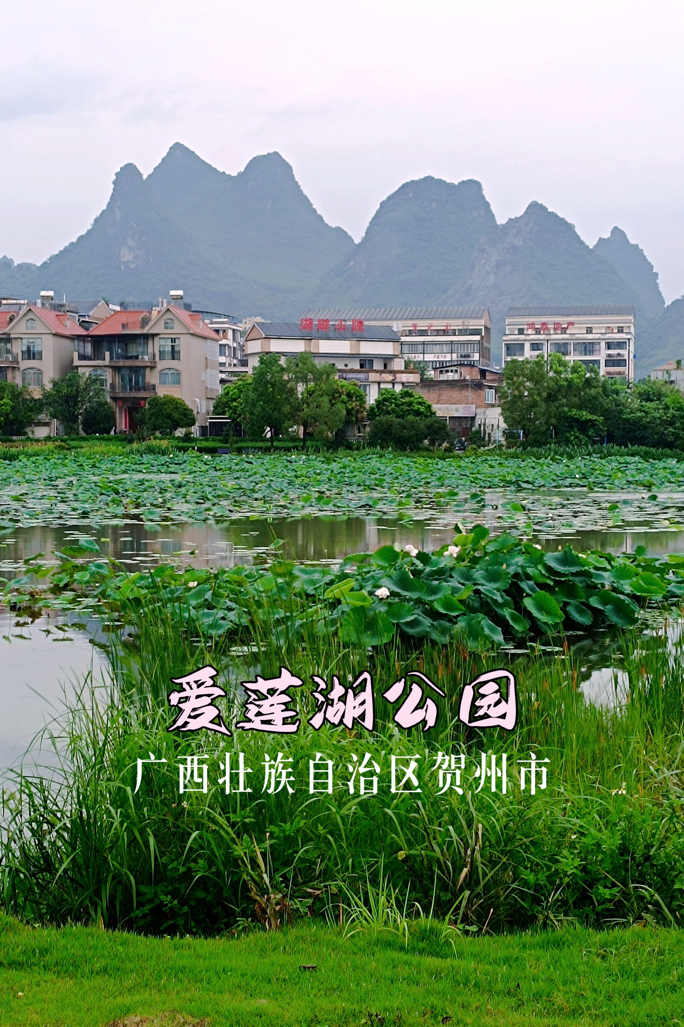 贺州市区天然湖泊湿地06爱莲湖公园