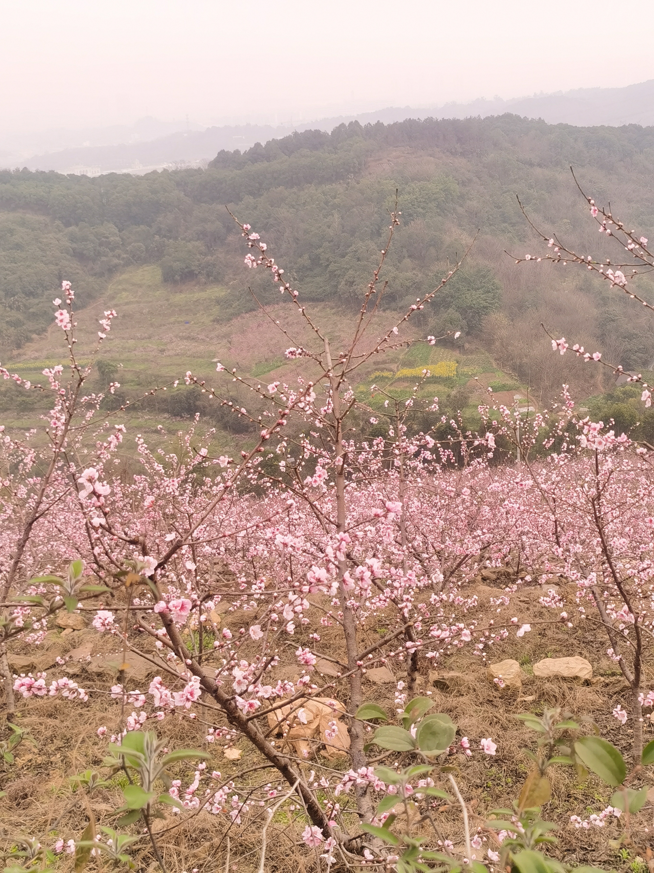 今天到虎峰山赏桃花,虎峰山生态旅游区位于沙坪坝区曾家镇虎峰山村