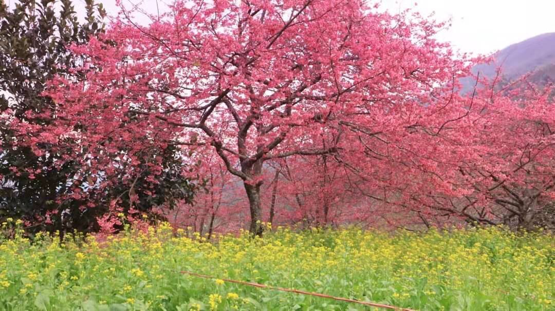 南投县仁爱乡立图书馆