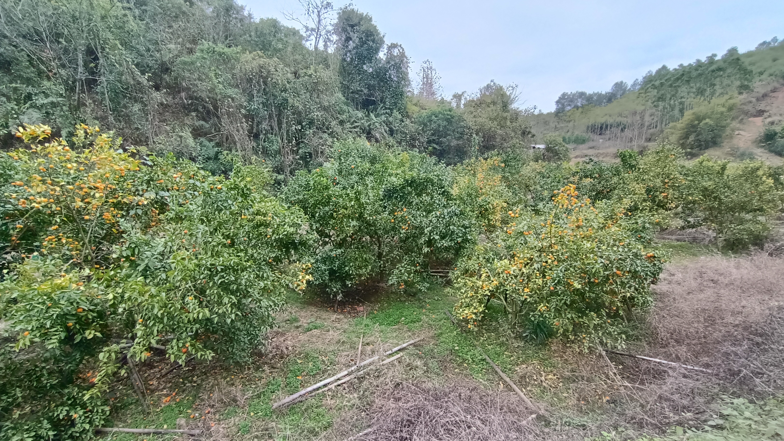 留村风铃花观赏园