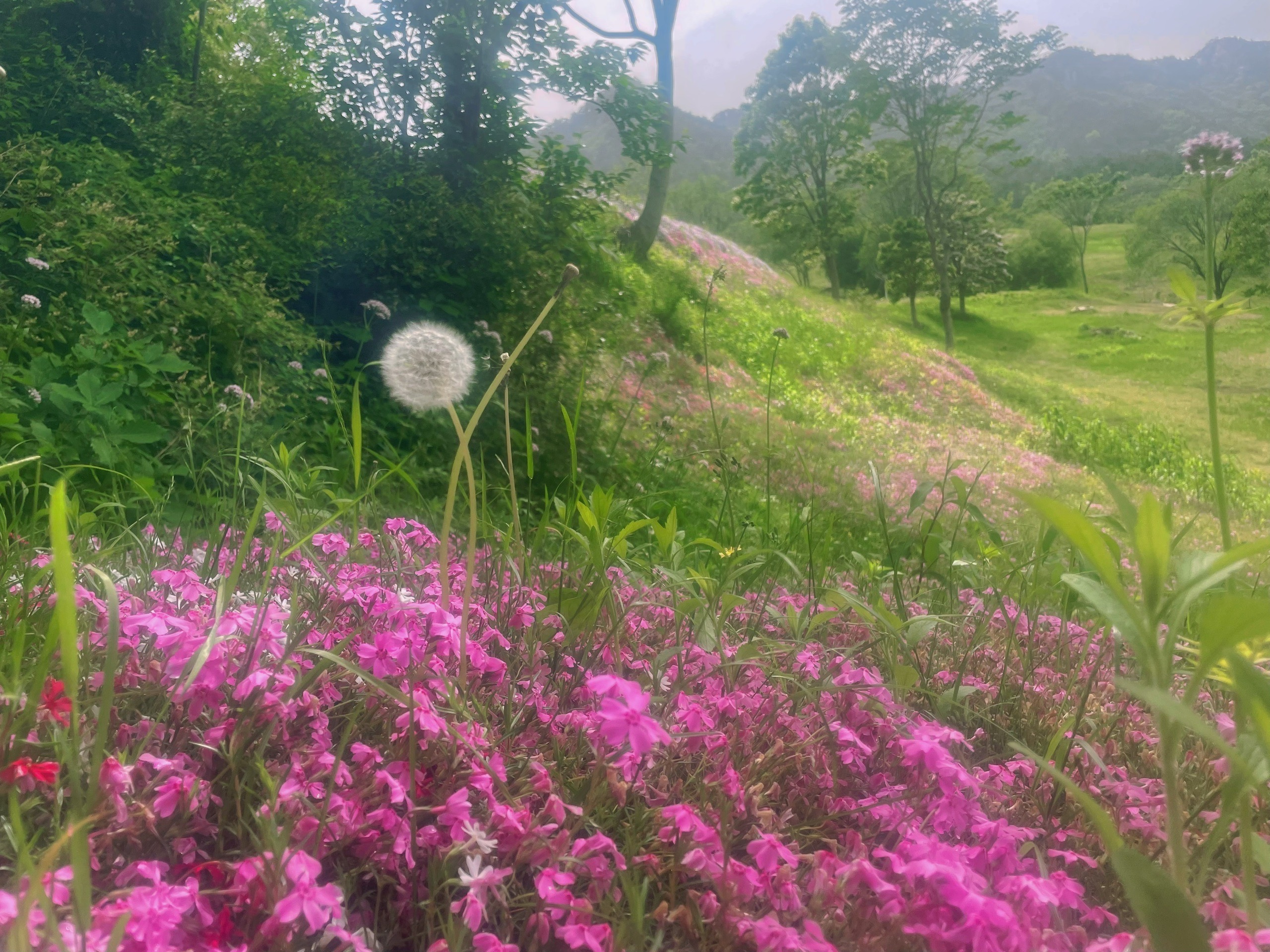 烟台高山花海—昆嵛山石门里