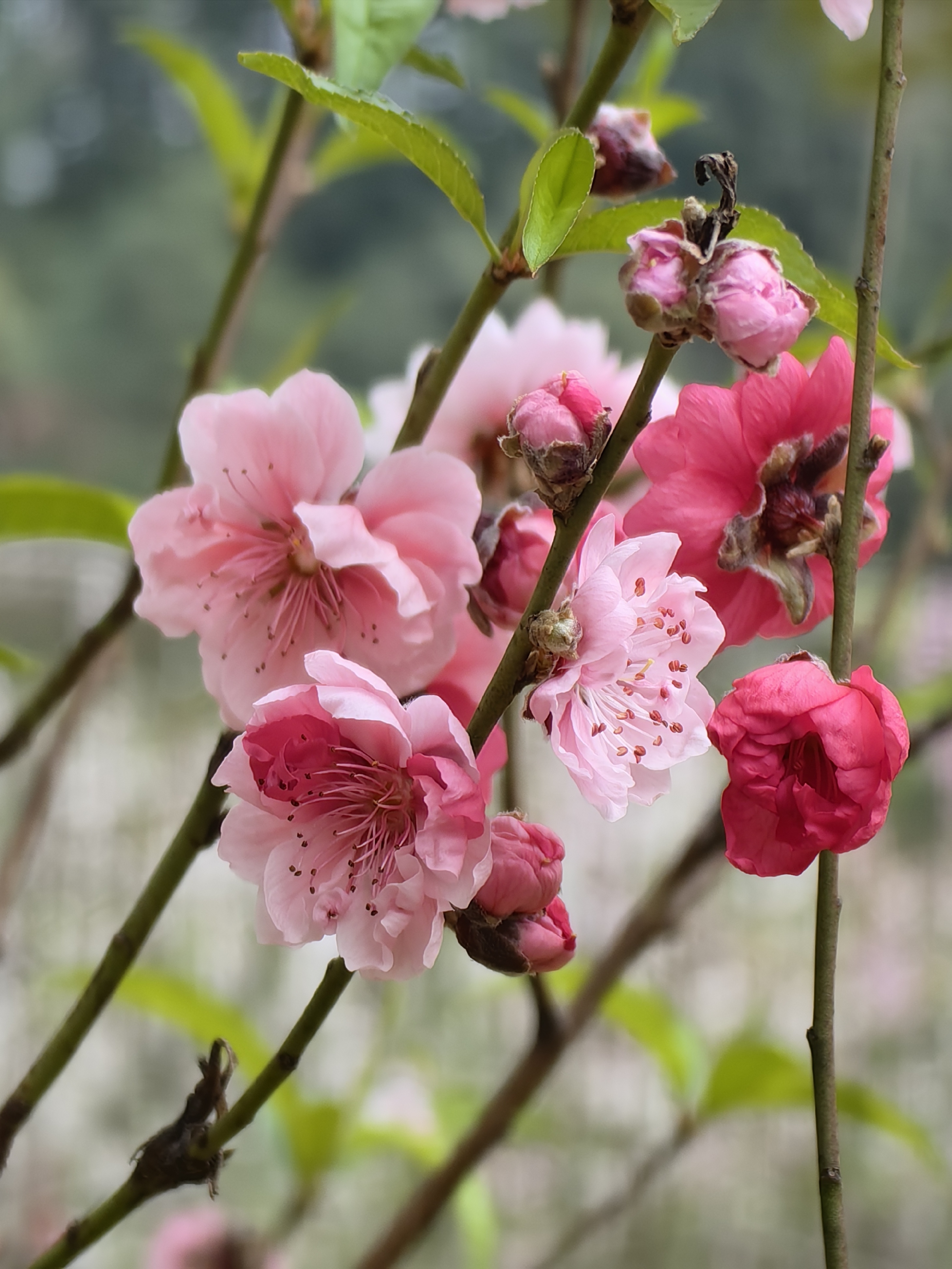 广州石马桃花公园图片