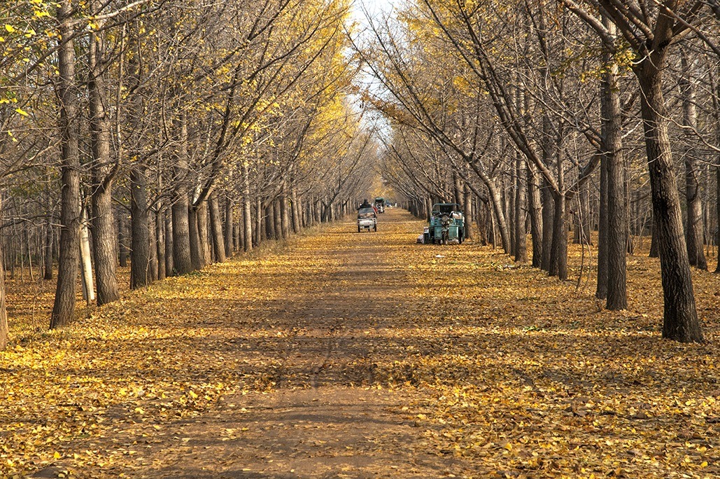 江苏邳州银杏时光隧道