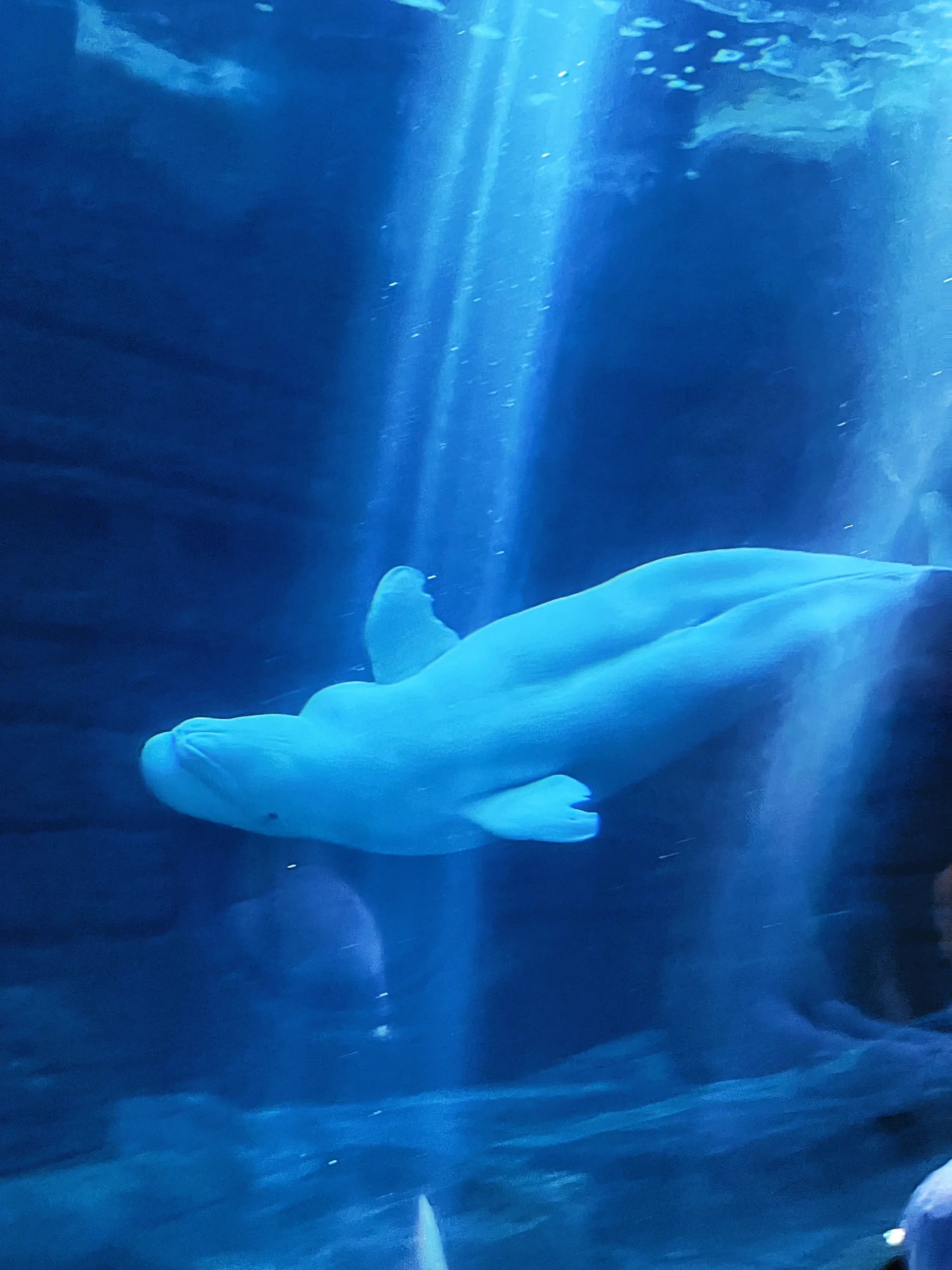 探索杭州长乔极地海洋公园,开启梦幻海洋之旅