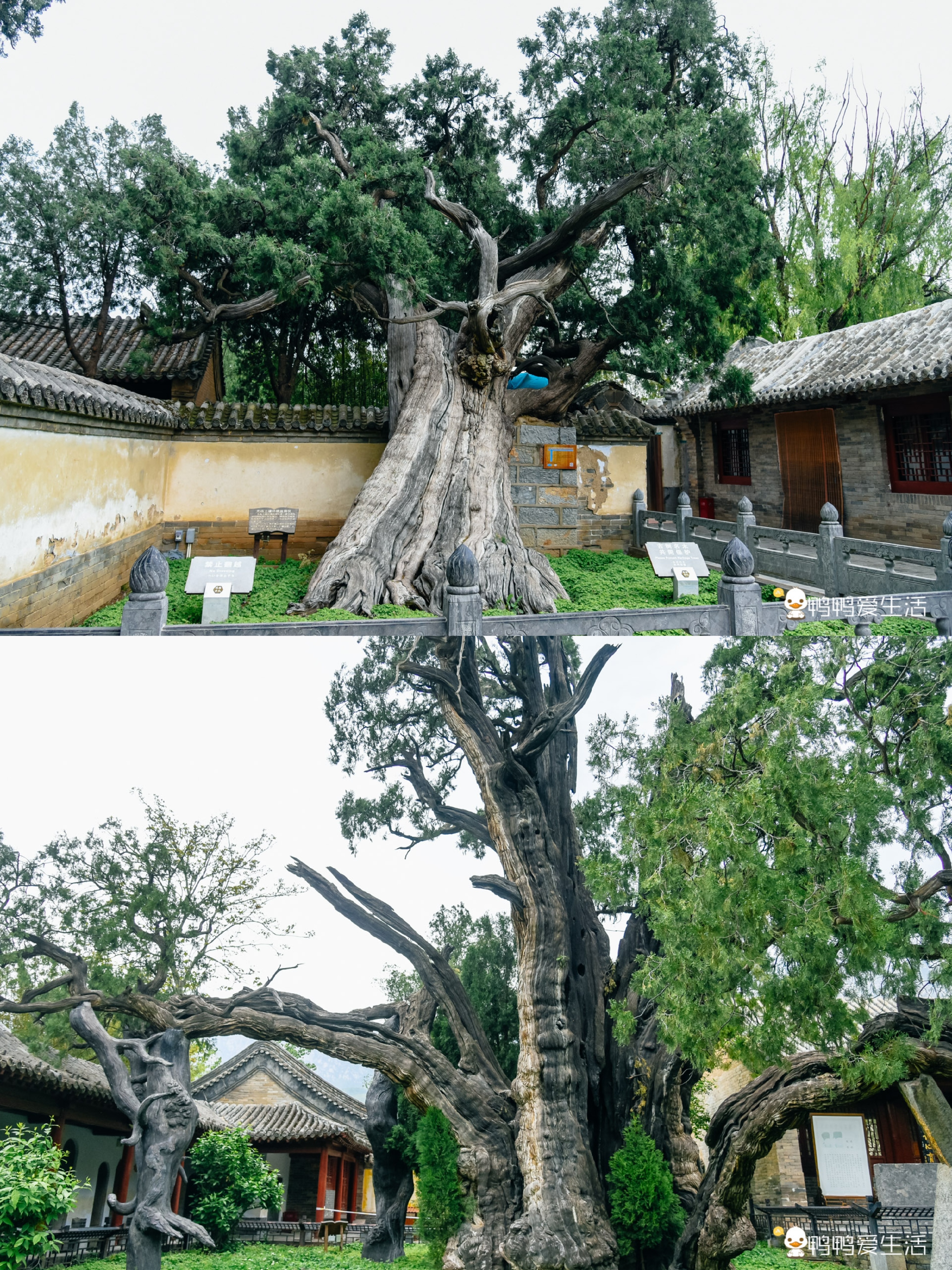 嵩阳书院有三宝,汉封将军柏已经4500岁